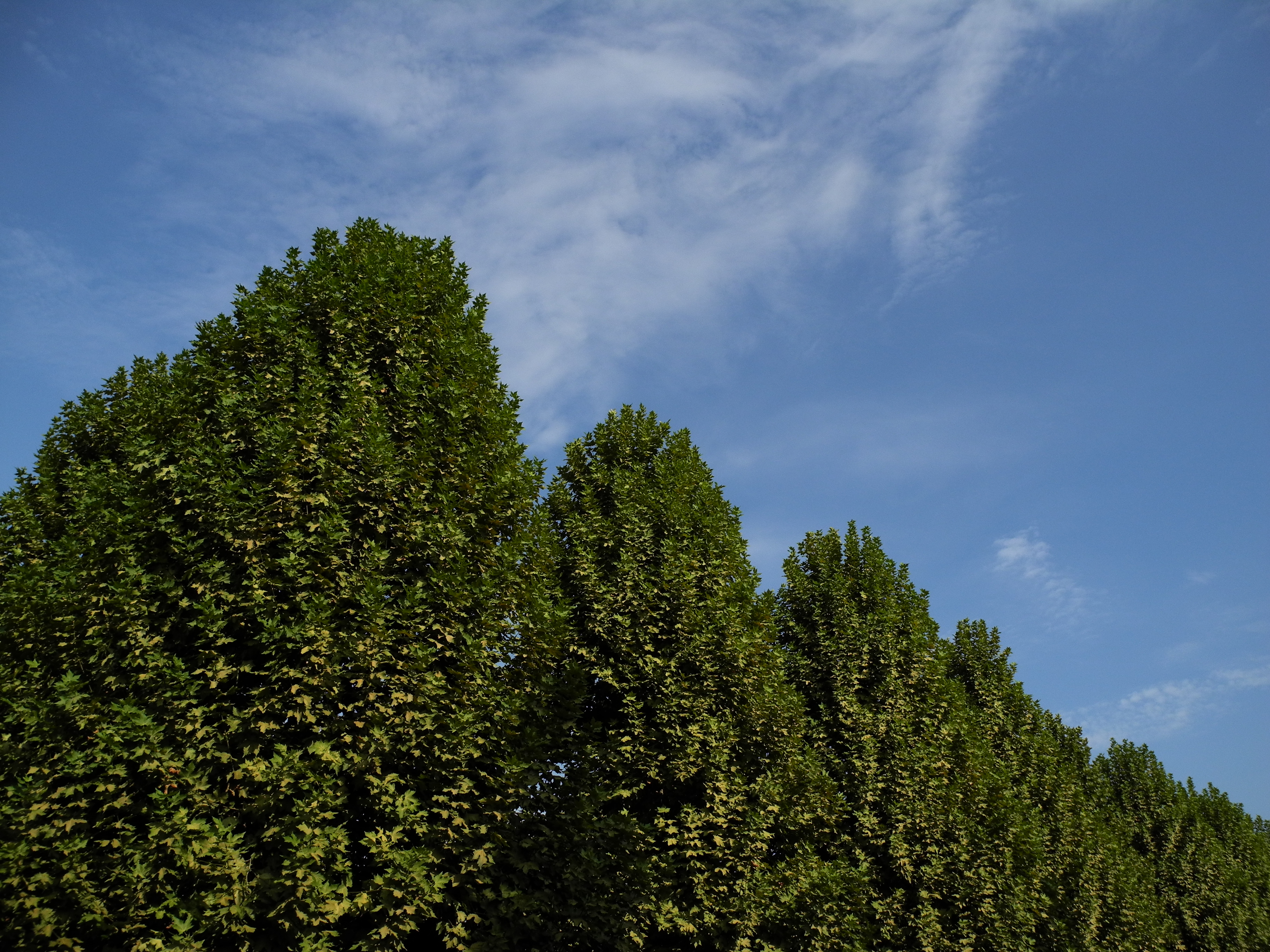 <b>ピクチャーコントロール：ビビッド<br>COOLPIX P7000 / 3,648×2,736 / 1/1,238秒 / F4 / -1.0EV / ISO100 / 絞り優先AE / WB:オート / 6mm（28mm相当）</b>