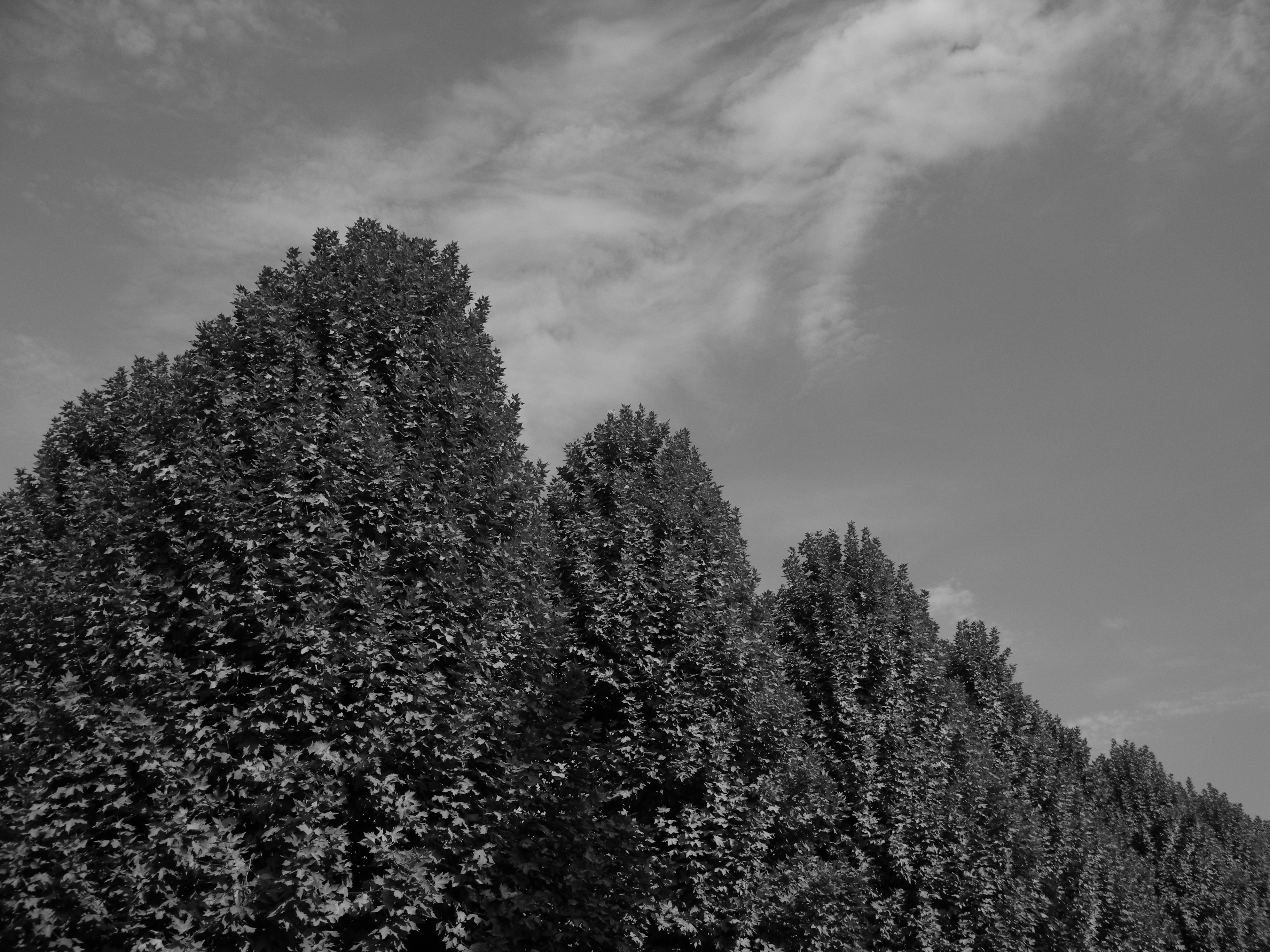 <b>ピクチャーコントロール：モノクローム<br>COOLPIX P7000 / 3,648×2,736 / 1/1,250秒 / F4 / -1.0EV / ISO100 / 絞り優先AE / WB:オート / 6mm（28mm相当）</b>