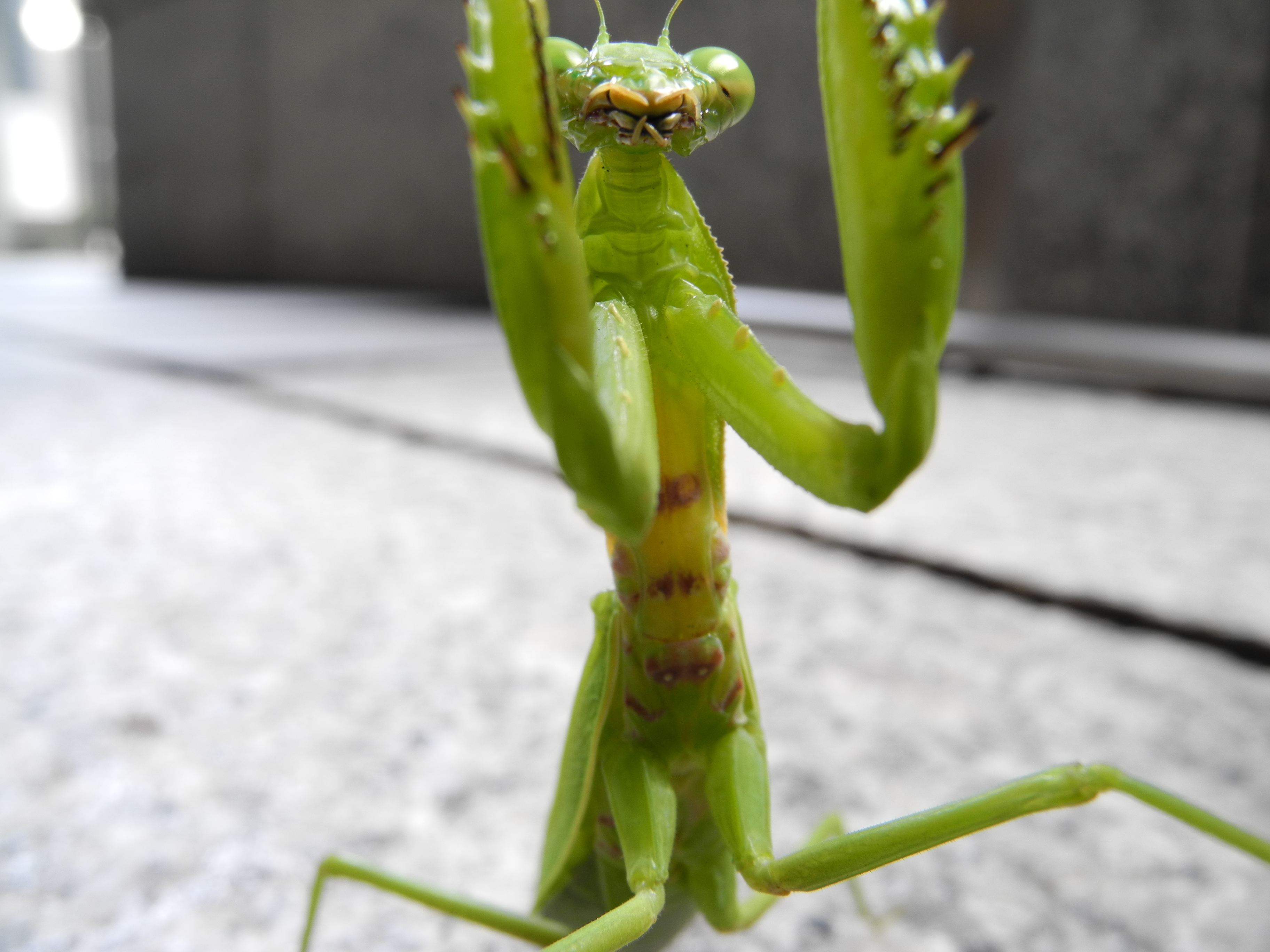 <b>マクロの作例をと思って近づいたら挑戦してきたカマキリ。お腹が空いてるのかもしれないけど、カメラは食べられません<br>COOLPIX P7000 / 3,648×2,736 / 1/9秒 / F5 / 0.7EV / ISO100 / プログラムAE / WB:オート / 6mm（28mm相当）</b>
