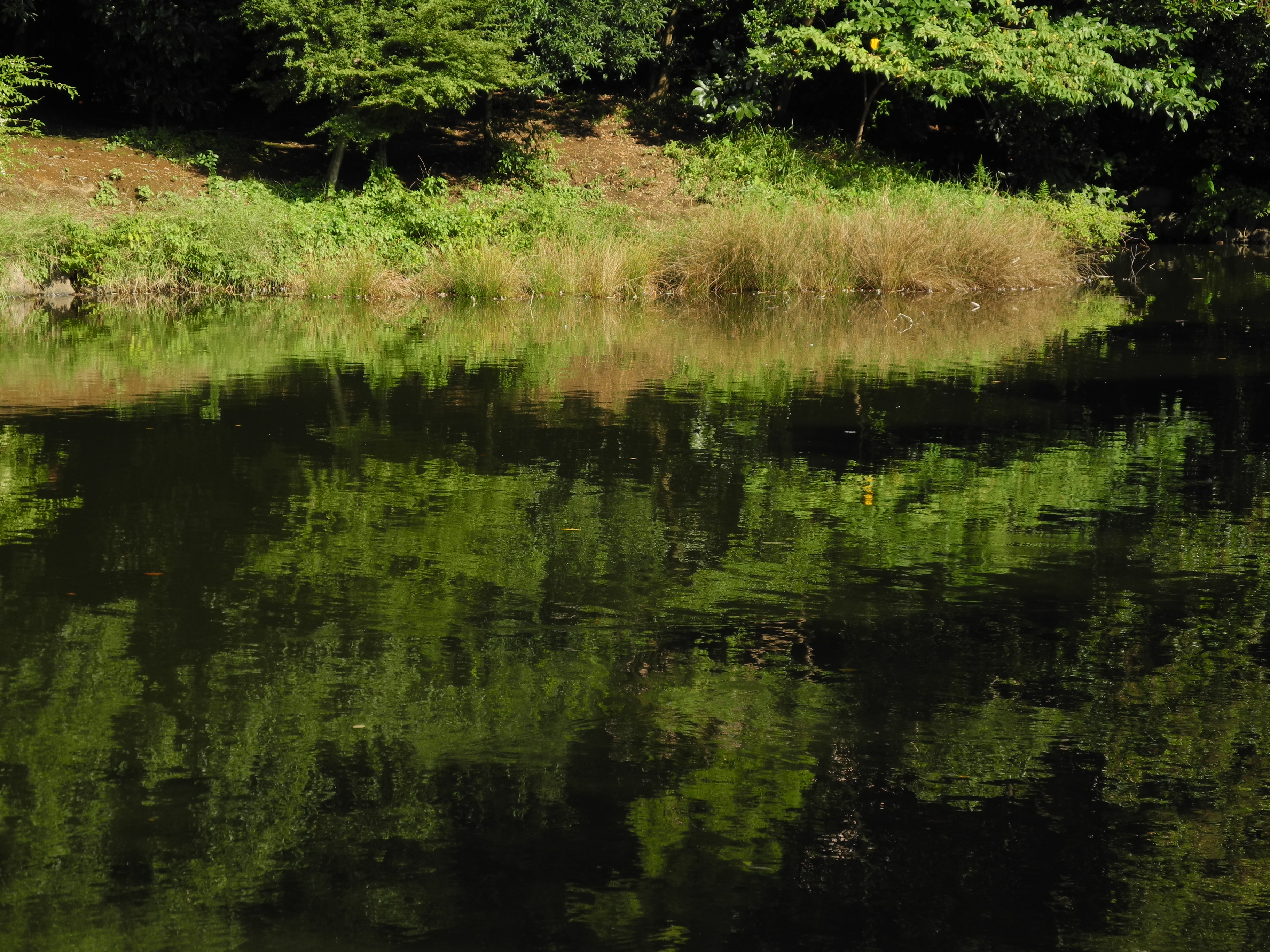 <b>ピクチャーコントロールは基本的にスタンダードで撮っているが、グリーンの発色は肉眼で見た印象よりきれい<br>COOLPIX P7000 / 3,648×2,736 / 1/272秒 / F4.5 / -1.3EV / ISO100 / プログラムAE / WB:オート / 25.4mm（119mm相当）</b>
