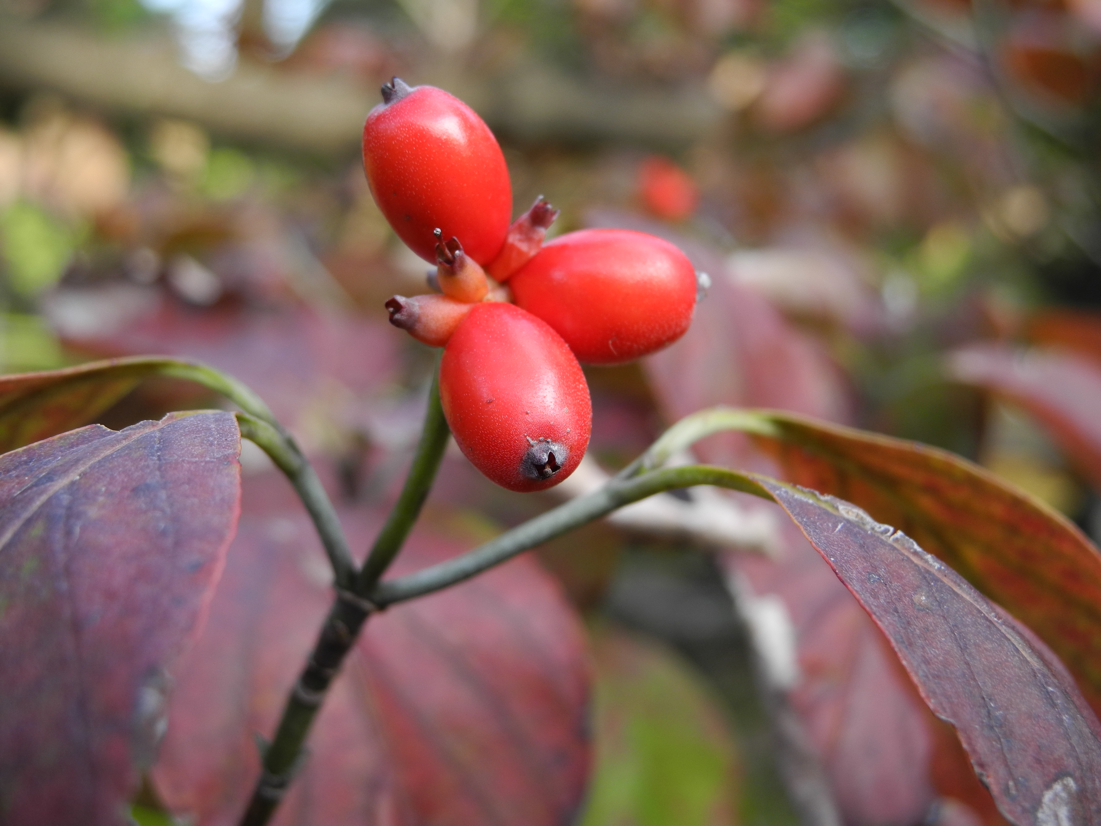 <b>マクロまたはMF時は、広角端でレンズ前2cmまで、焦点距離8.8mmで5.5cmまで、望遠端で37cmくらいまで寄れる<br>COOLPIX P7000 / 3,648×2,736 / 1/104秒 / F3.2 / -0.3EV / ISO100 / 絞り優先AE / WB:オート / 8.8mm（41mm相当）</b>