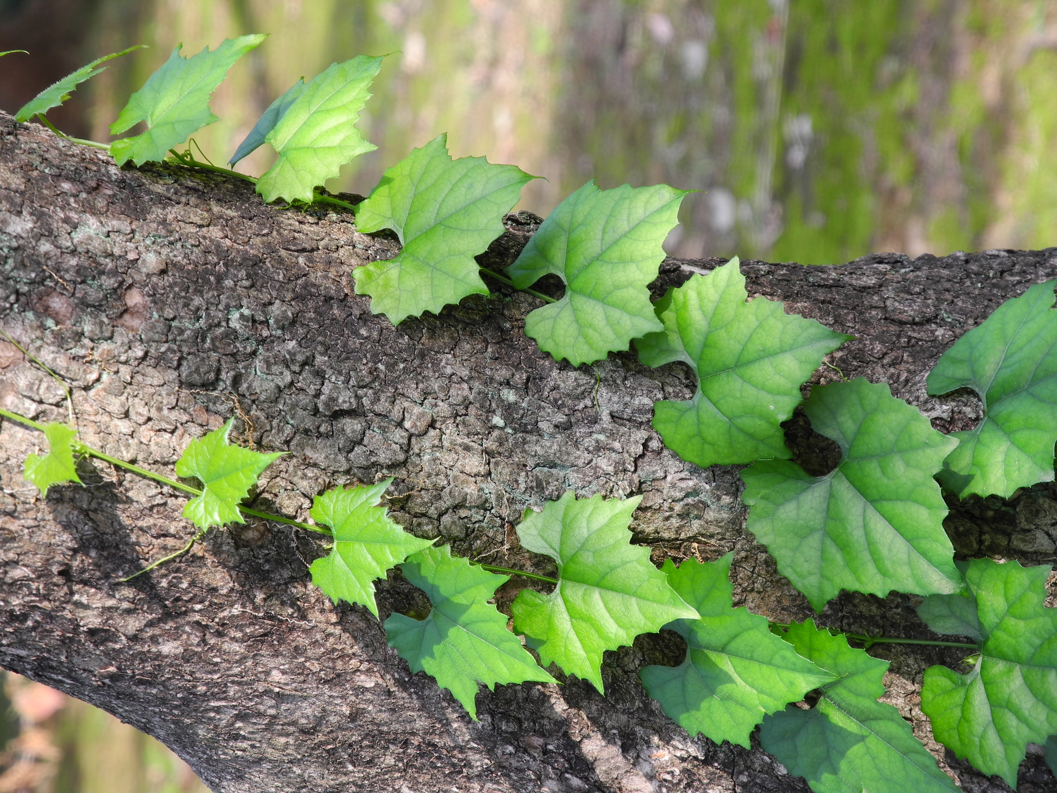<b>ピクセル等倍だとツタの葉っぱの表面の産毛まで見えてしまう。コンパクト機でここまで写るの、反則じゃないのかって思う<br>COOLPIX P7000 / 3,648×2,736 / 1/43秒 / F5.6 / 0EV / ISO100 / 絞り優先AE / WB:オート / 42.6mm（200mm相当）</b>