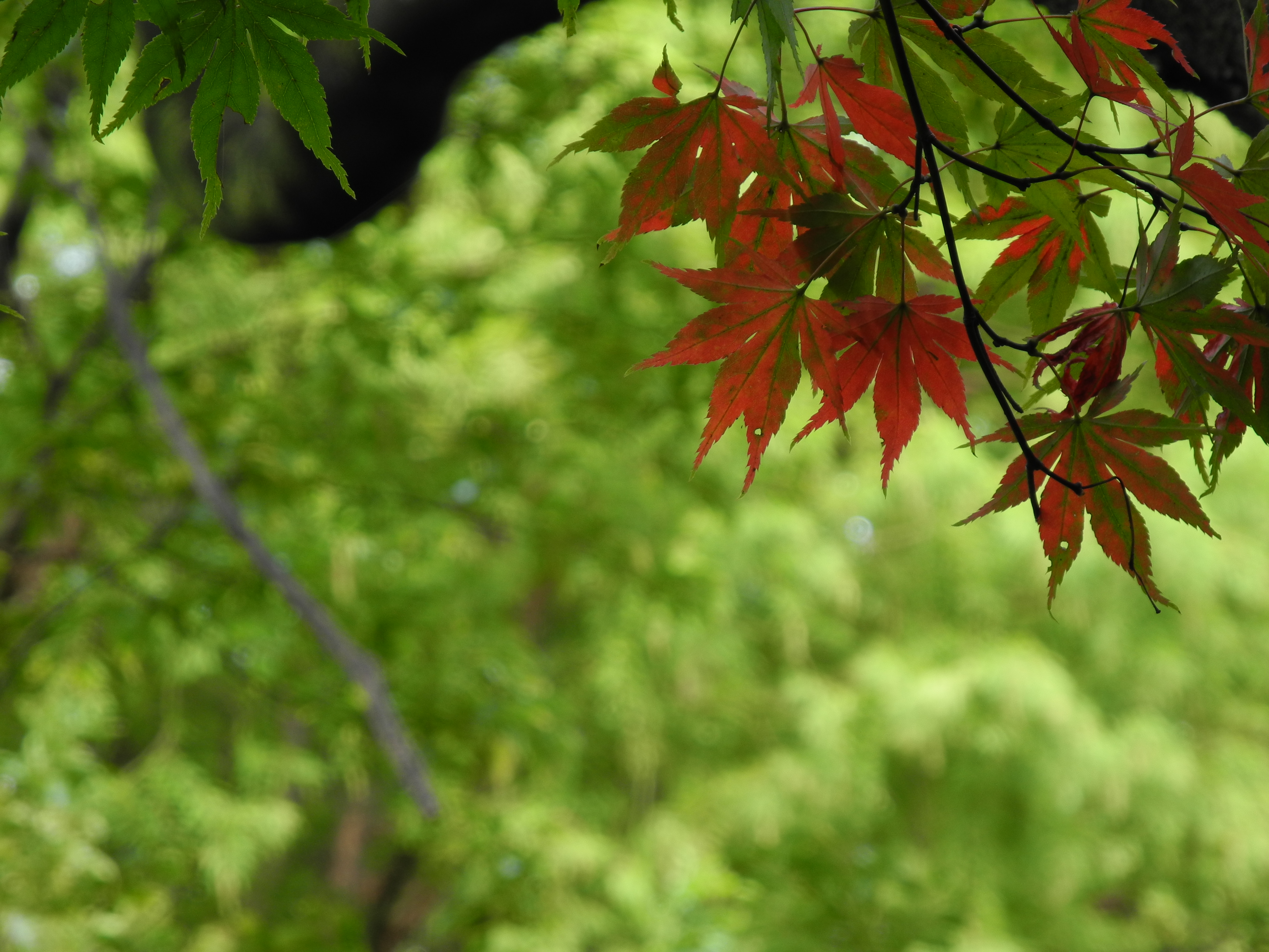 <b>解像力重視の設計が影響しているのかもしれないが、ボケの輪郭がちょっと硬い感じ。それにしてもピントが合った部分のシャープなこと<br>COOLPIX P7000 / 3,648×2,736 / 1/5秒 / F5.6 / -0.3EV / ISO100 / プログラムAE / WB:晴天 / 42.6mm（200mm相当）</b>