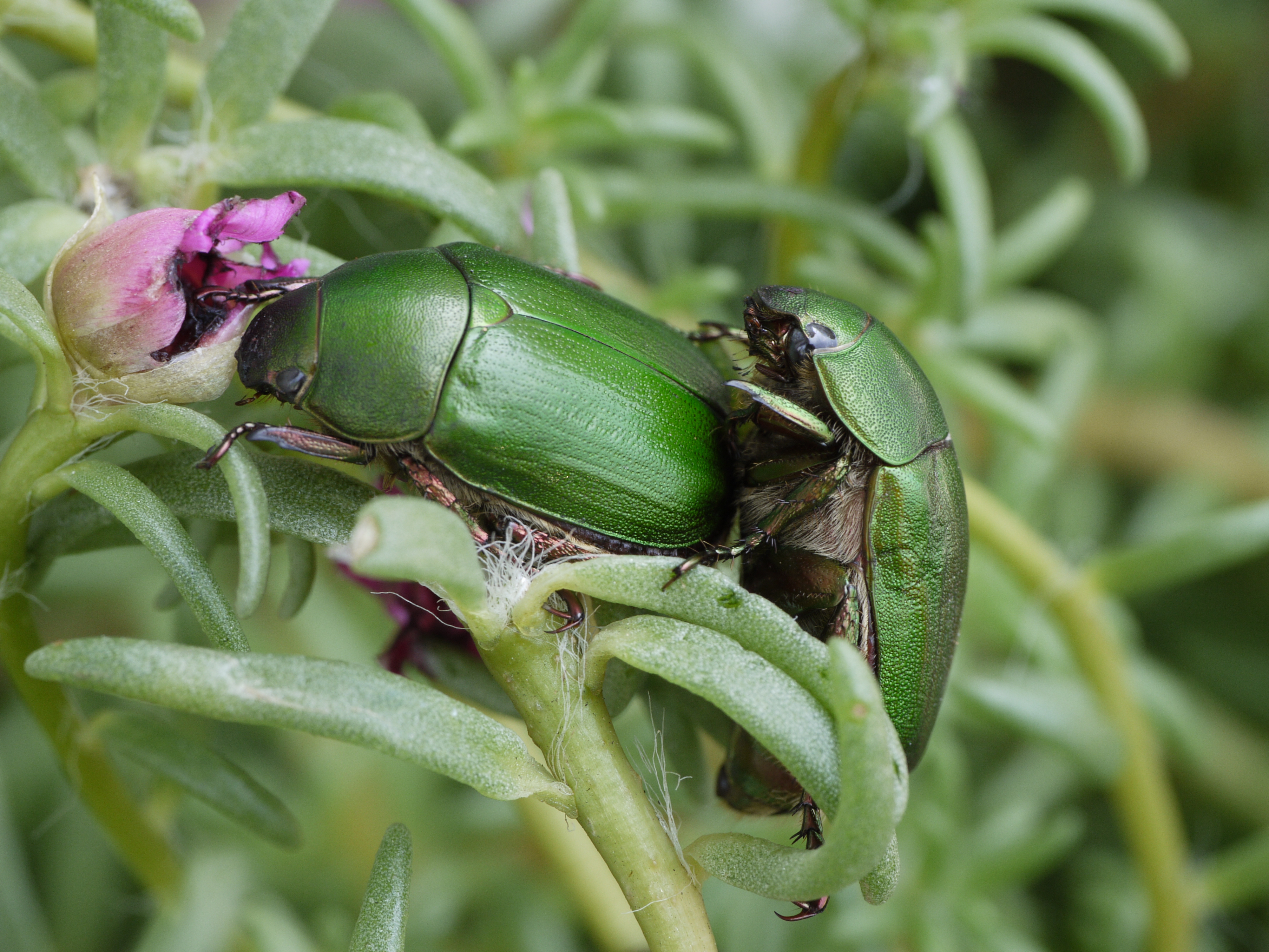 <b>マツバギクの花壇の中で交尾するアオドウガネ。大人しくしてるので比較撮影にもってこいだ。まずはLEICA DG MACRO-ELMARIT 45mm F2.8 ASPH. MEGA O.I.S.の絞りF8で撮影。AFでだいたいの位置にピントを合わせフォーカスロックし、液晶画面を見ながらカメラを動かし、ピントを微調整する。慣れないとなかなか難しい<br>DMC-GF1 / LEICA DG MACRO-ELMARIT 1:2.8 45mm ASPH / 4,000×3,000 / 1/30秒 / F8 / 0EV / ISO200 / 絞り優先AE / WB:太陽光 / 外部ストロボ使用</b>
