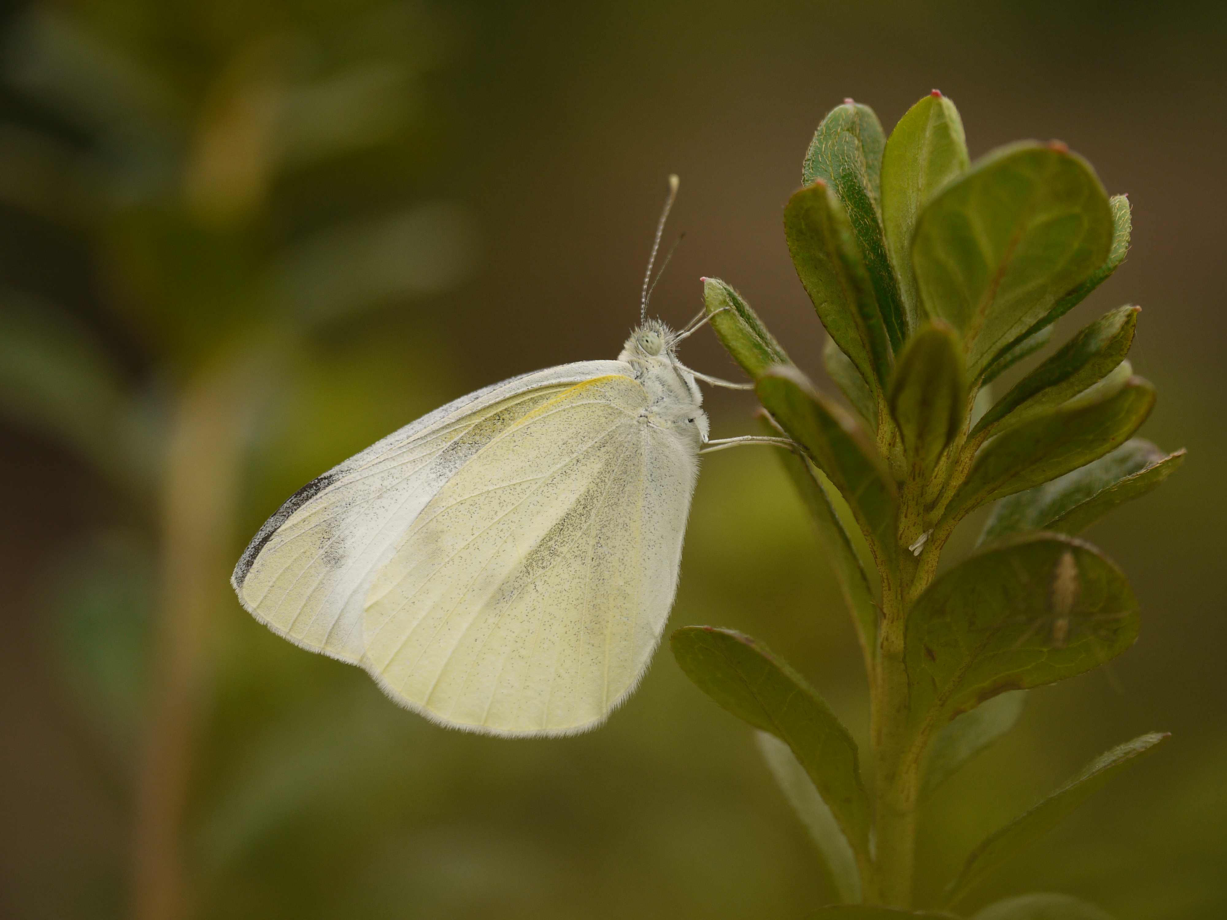<b>LEICA DG MACRO-ELMARIT 45mm F2.8 ASPH. MEGA O.I.S.の絞り開放で撮影したモンシロチョウ。シャープなピントとなだらかなボケが同居しており、非常に優秀なレンズであることがわかる。AFで撮影したがチョウのほぼ全面にピントが合った。チョウに対しカメラの撮像素子が平行になるように構えるのがコツだ<br>DMC-GF1 / LEICA DG MACRO-ELMARIT 1:2.8 45mm ASPH / 4,000×3,000 / 1/400秒 / F2.8 / 0EV / ISO200 / 絞り優先AE / WB:曇り / ストロボ不使用</b>
