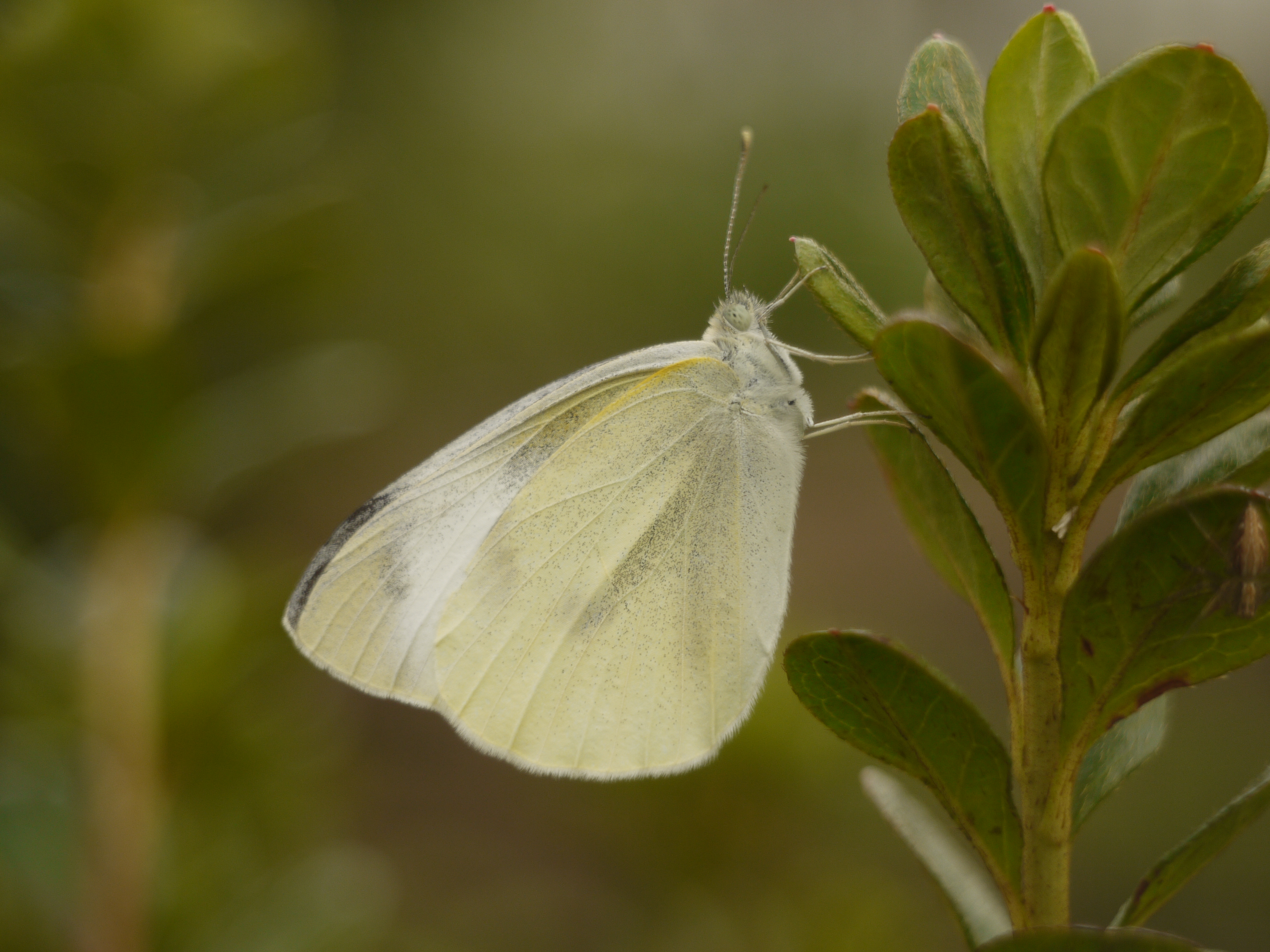 <b>Kilfit-Macro-Kilar D 1:2.8/4cmの絞り開放での撮影だが、倍率がちょっと違ってしまった。全体にソフトフォーカスだが中心部は意外にシャープで鱗粉も描写されている。背景のボケはやや硬くて不自然だが、独特の味わいがある<br>DMC-GF1 / Kilfit-Macro-Kilar D 1:2.8/4cm / 4,000×3,000 / 1/400秒 / F2.8 / 0EV / ISO200 / 絞り優先AE / WB:曇り / ストロボ不使用</b>