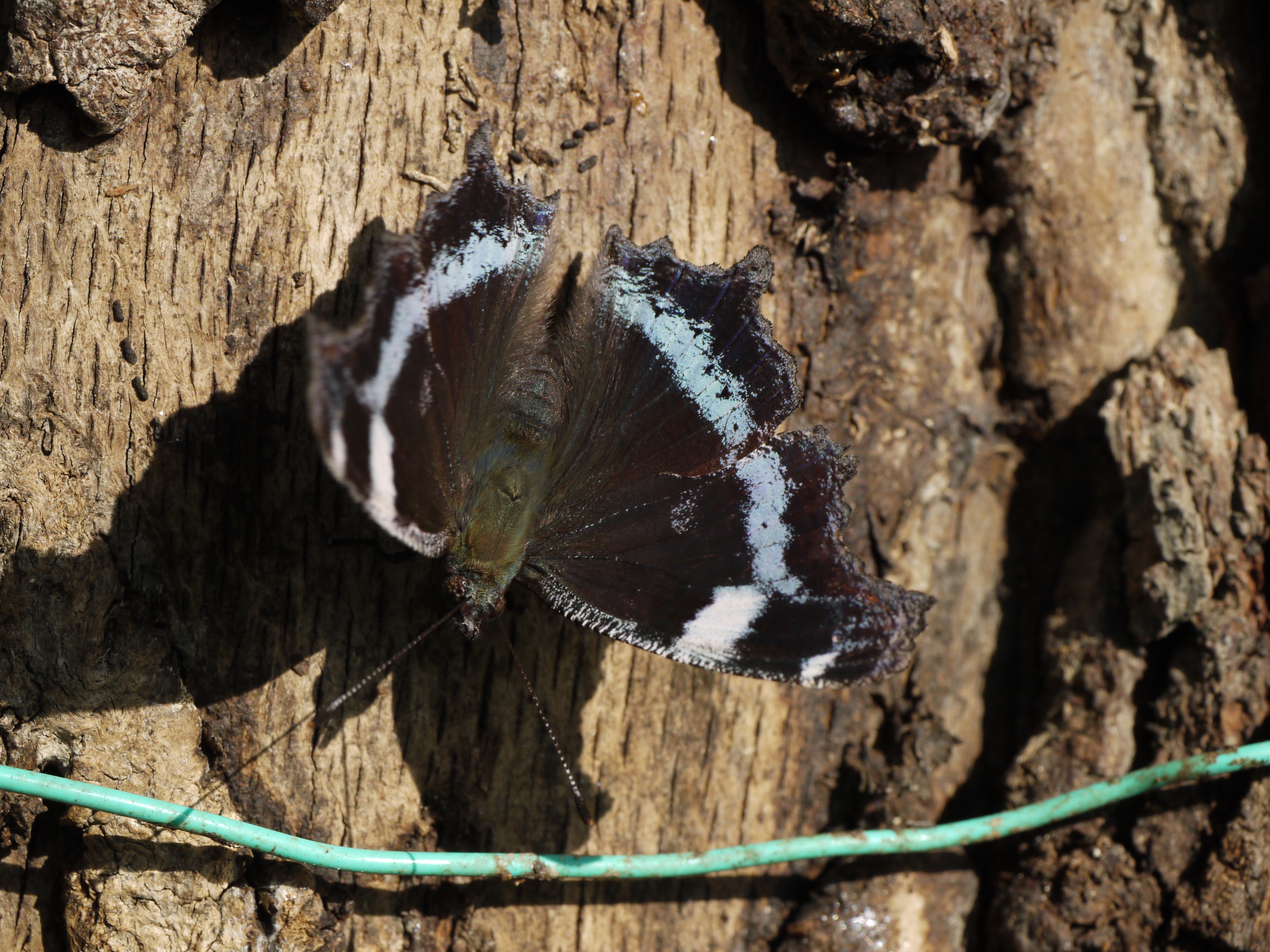 <b>ルリタテハは普段は羽を閉じていて、美しい表の模様を一瞬しか見せてくれないので、撮影にはコツが要る。LEICA DG MACRO-ELMARIT 45mm F2.8 ASPH. MEGA O.I.S.はMFで固定し、羽がさっと開いた瞬間に素早く撮影する。ピントをじっくり合わせることはできず、半ば偶然に頼るしかない<br>DMC-GF1 / LEICA DG MACRO-ELMARIT 1:2.8 45mm ASPH / 4,000×3,000 / 1/320秒 / F8 / 0EV / ISO200 / 絞り優先AE / WB:オート / ストロボ不使用</b>