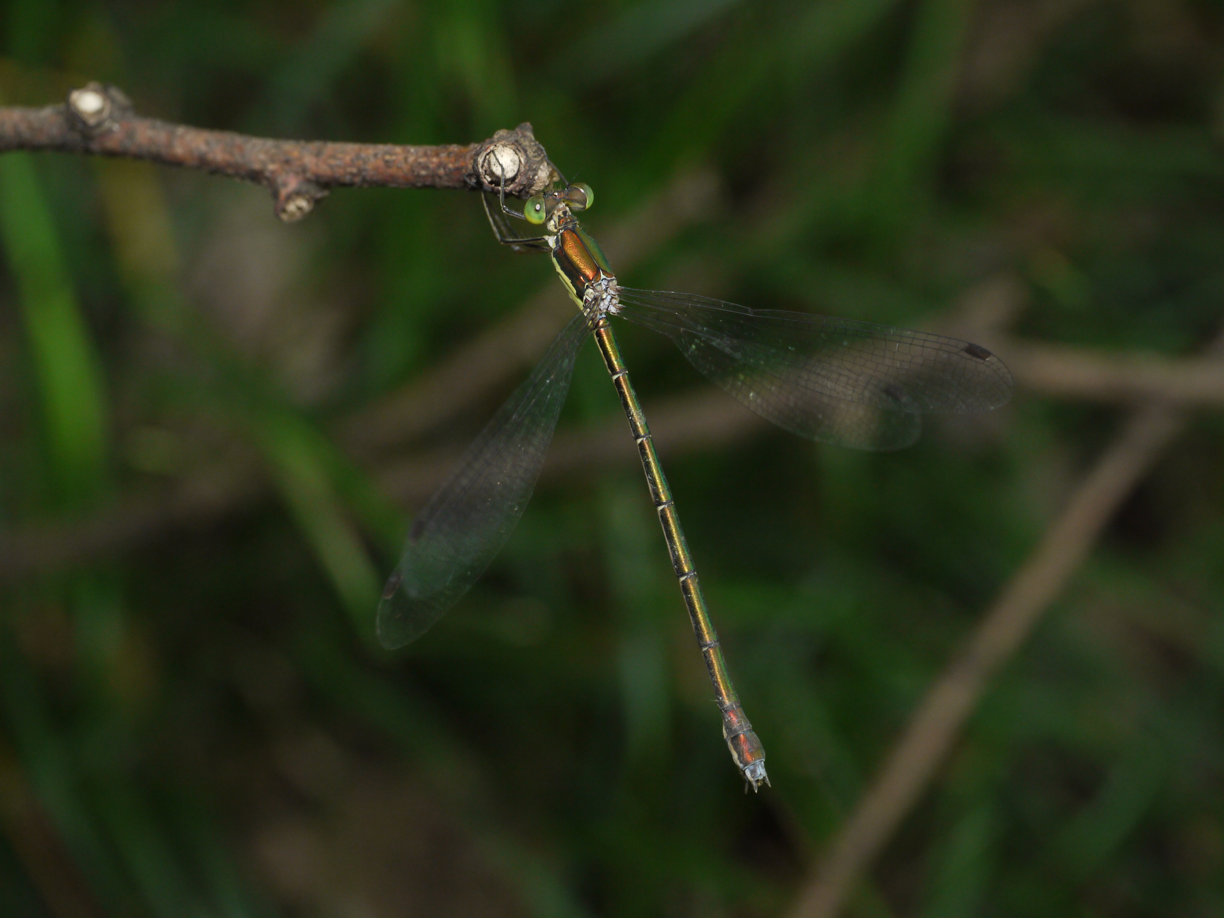 <b>メタリックに輝く美しいアオイトトンボだが、雑木林の暗がりに止まっているとほとんど目立たない。LEICA DG MACRO-ELMARIT 45mm F2.8 ASPH. MEGA O.I.S.をMFモードで撮影。頭部から尾端までピントを合わせるため、カメラの角度を微調整している。このような撮影は、光学ファインダーを装備した一眼レフカメラの方が適しているかも知れないが、DMC-GF1でも何とか撮影できた<br>DMC-GF1 / LEICA DG MACRO-ELMARIT 1:2.8 45mm ASPH / 4,000×3,000 / 1/15秒 / F5.6 / 0EV / ISO400 / マニュアル露出 / WB:太陽光 / 外部ストロボ使用</b>