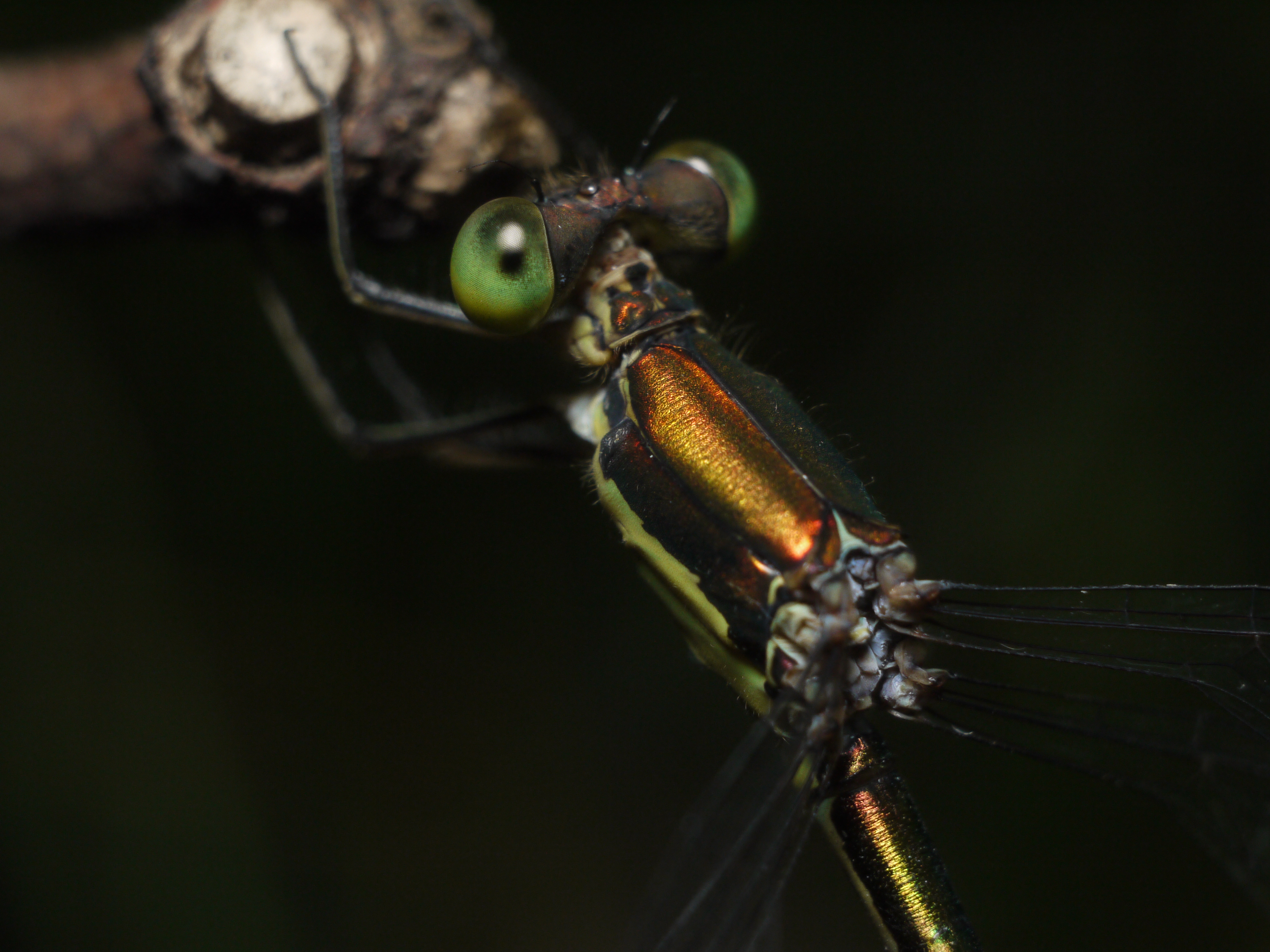 <b>Kilfit-Macro-Kilar D 1:2.8/4cmでの最大倍率。このレンズをF8まで絞り込んで暗いところを撮影しようとすると、DMC-GF1の液晶画面はコマ落としのように表示され、ピント合わせが困難になる。しかし昔の人は一眼レフカメラの暗いファインダーでピントを合わせていたはずで、その苦労を思えば頑張って撮影できないことはないのである（笑）<br>DMC-GF1 / Kilfit-Macro-Kilar D 1:2.8/4cm / 4,000×3,000 / 1/30秒 / F8 / 0EV / ISO400 / マニュアル露出 / WB:太陽光 / 外部ストロボ使用</b>