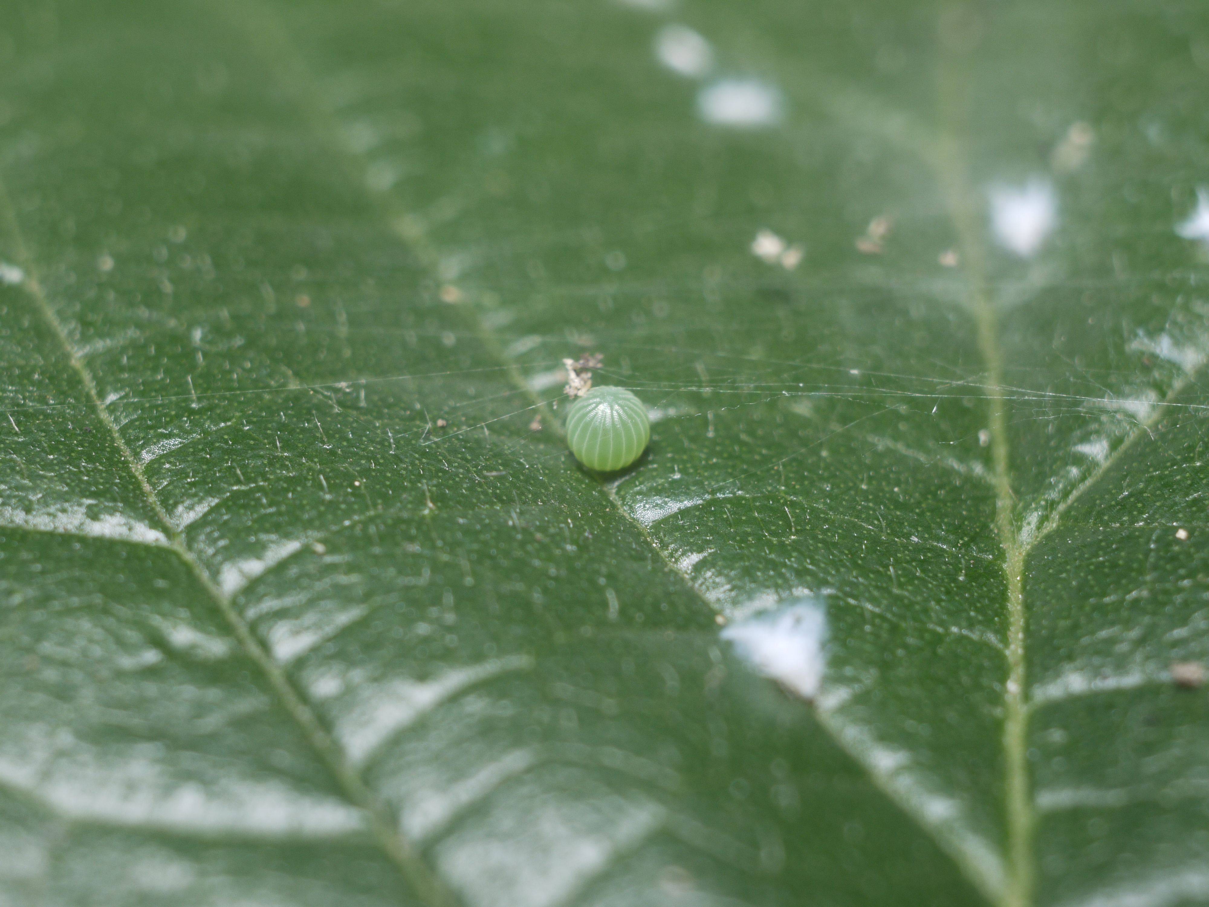 <b>Kilfit-Macro-Kilar D 1:2.8/4cmの最大倍率で撮影。倍率が若干低いこと以外、ほとんど遜色ない写りだ。葉の表面は蜘蛛の巣などのゴミが付着しているが、チョウはそんなことには構わず産卵してゆくようだ<br>DMC-GF1 / Kilfit-Macro-Kilar D 1:2.8/4cm / 4,000×3,000 / 1/30秒 / F8.0 / 0EV / ISO200 / 絞り優先AE / WB:太陽光 / 外部ストロボ使用</b>