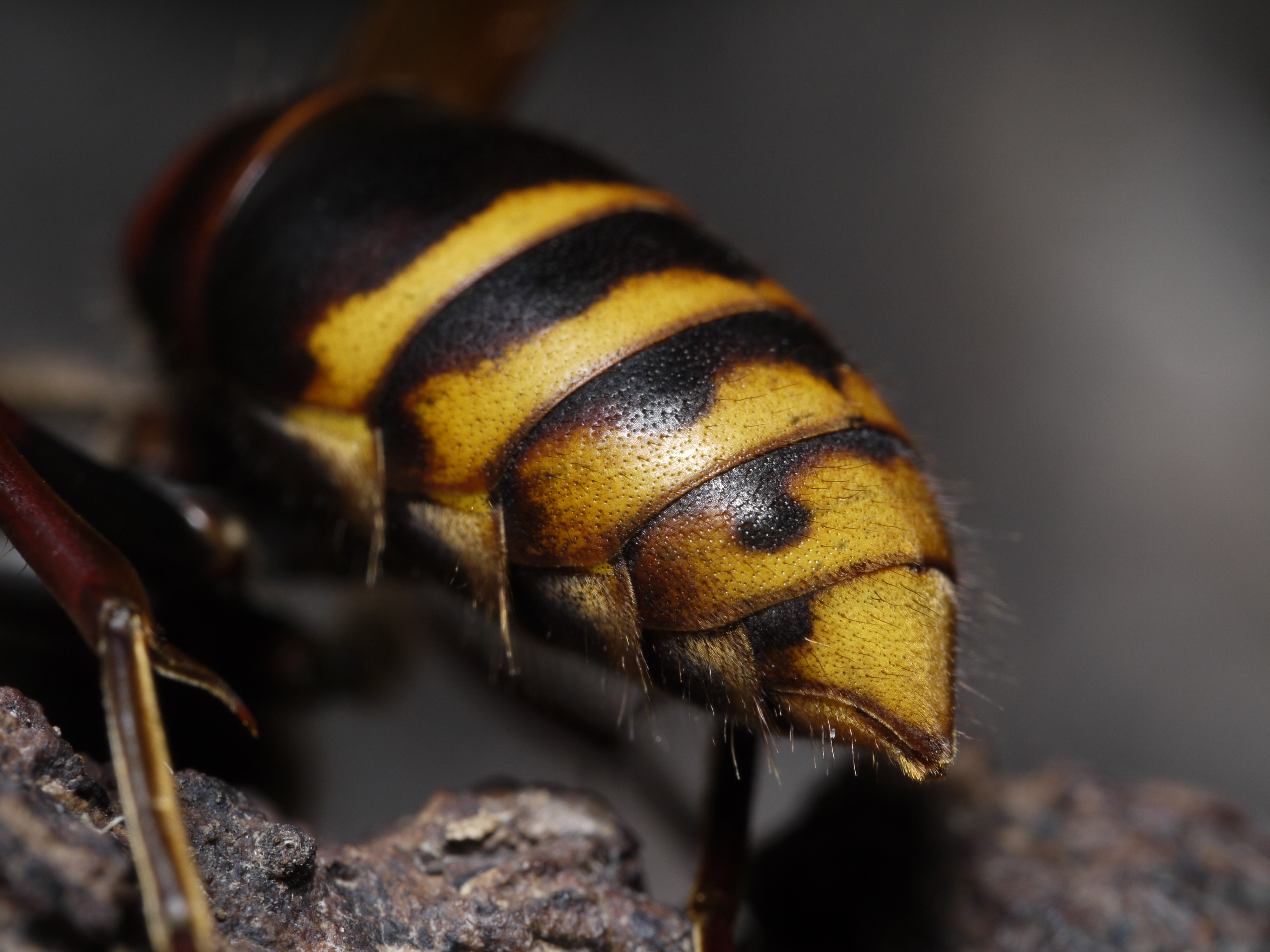 <b>これは何かというと、モンスズメバチの尻なのだ。クヌギの樹液を夢中で吸っているところ、お尻からそっと忍び寄り、LEICA DG MACRO-ELMARIT 45mm F2.8 ASPH. MEGA O.I.S.の最大倍率で撮影。もちろんこれは“プロの技”なので、素人は安易に真似しないように<br>DMC-GF1 / LEICA DG MACRO-ELMARIT 1:2.8 45mm ASPH / 4,000×3,000 / 1/30秒 / F8 / 0EV / ISO200 / 絞り優先AE / WB:太陽光 / 外部ストロボ使用</b>