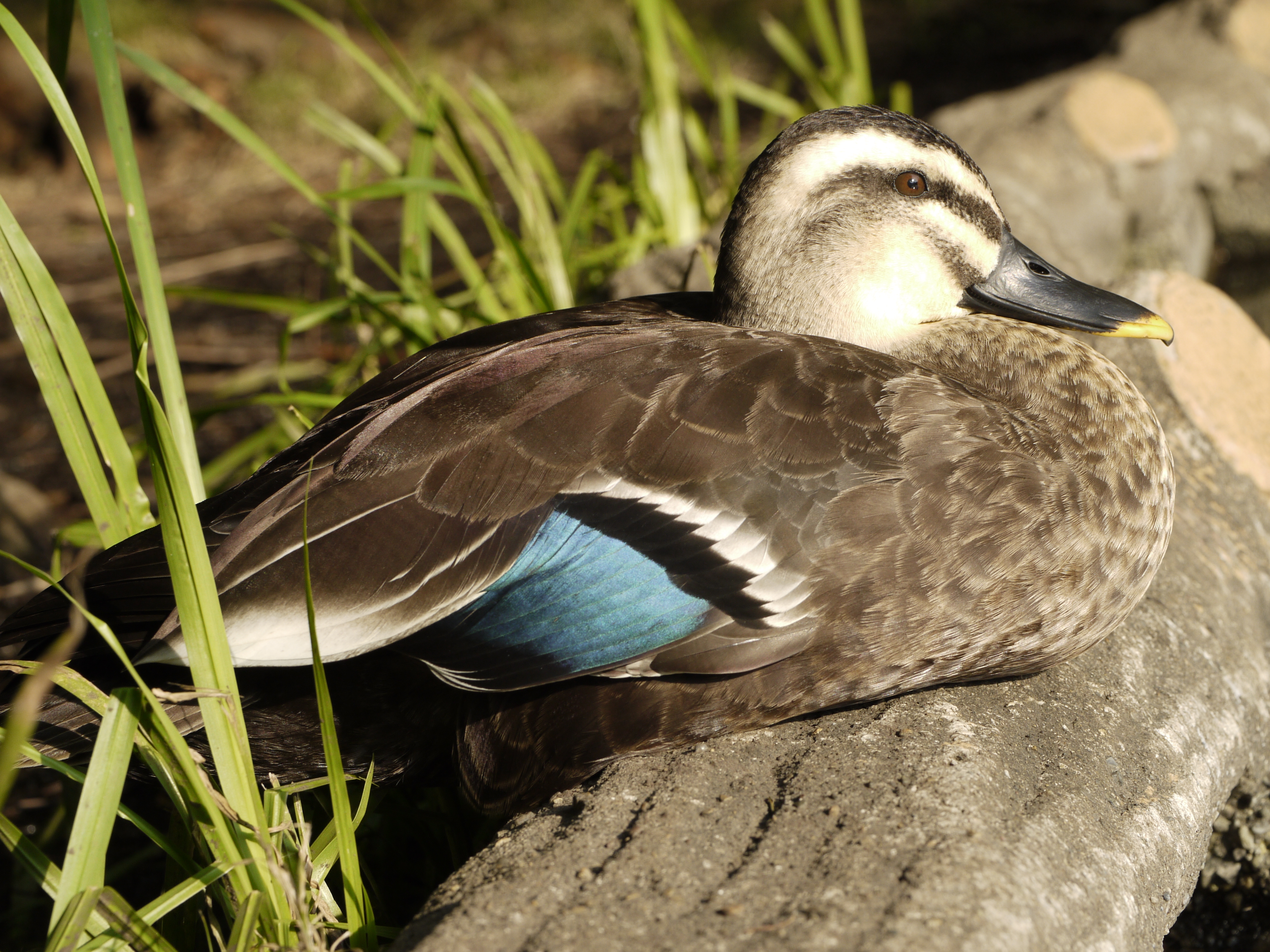 <b>非常に大人しいカルガモ（オス）がいたので、ギリギリまで接近しLEICA DG MACRO-ELMARIT 45mm F2.8 ASPH. MEGA O.I.S.で撮影。遠くで見るとカワイイが、アップで見ると意外に目がコワイ（笑）<br>DMC-GF1 / LEICA DG MACRO-ELMARIT 1:2.8 45mm ASPH / 4,000×3,000 / 1/160秒 / F8 / 0EV / ISO200 / 絞り優先AE / WB:太陽光 / ストロボ不使用</b>