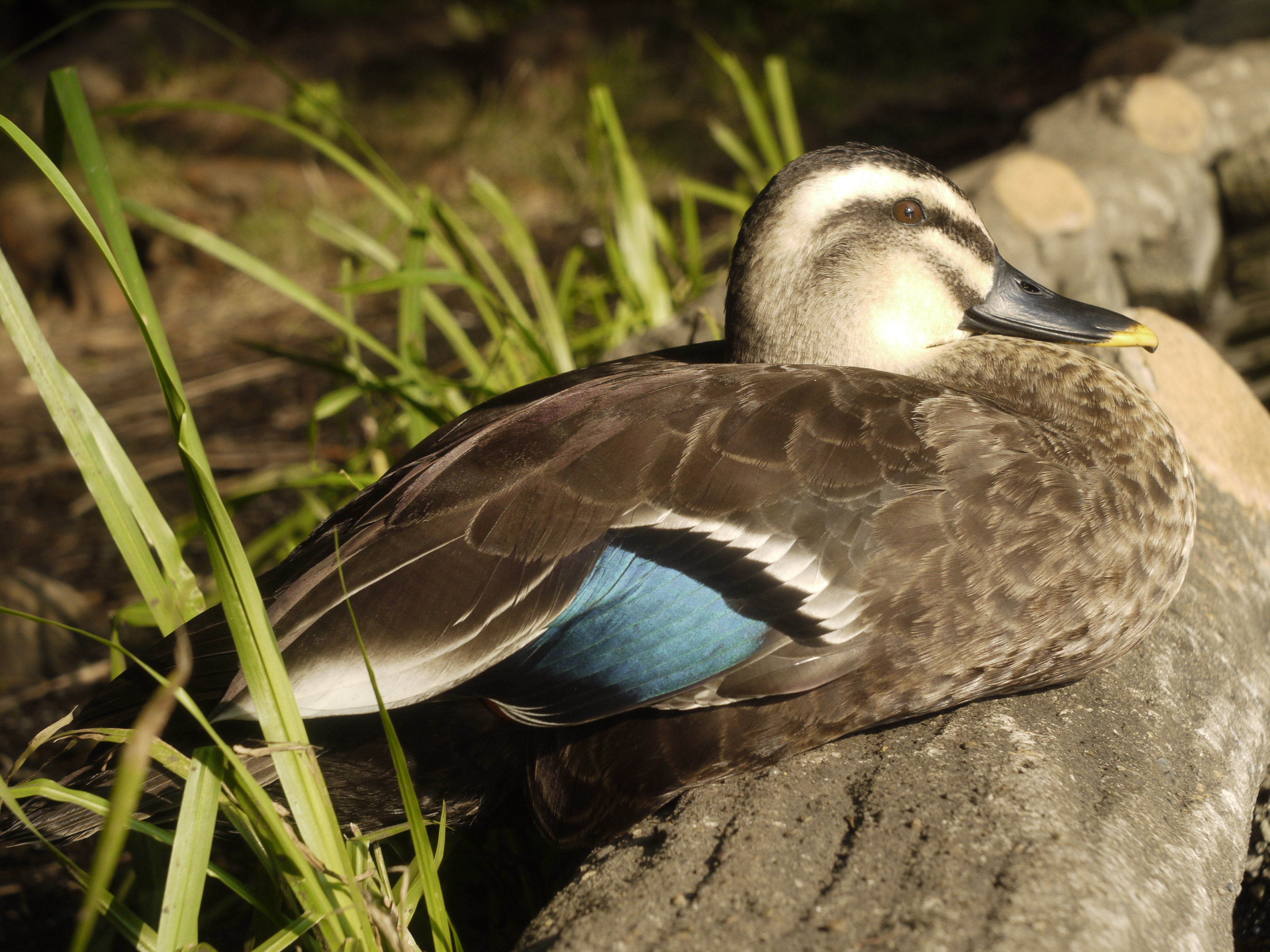 <b>Kilfit-Macro-Kilar D 1:2.8/4cmで同じ距離から撮影しているが、焦点距離の違いにより撮影範囲も異なっている。左の写真に比べて若干前ピンになってしまったが、撮影距離が離れるほどピントの山が判別しにくくなるので難しい<br>DMC-GF1 / Kilfit-Macro-Kilar D 1:2.8/4cm / 4,000×3,000 / 1/160秒 / F8 / 0EV / ISO200 / 絞り優先AE / WB:太陽光 / ストロボ不使用</b>