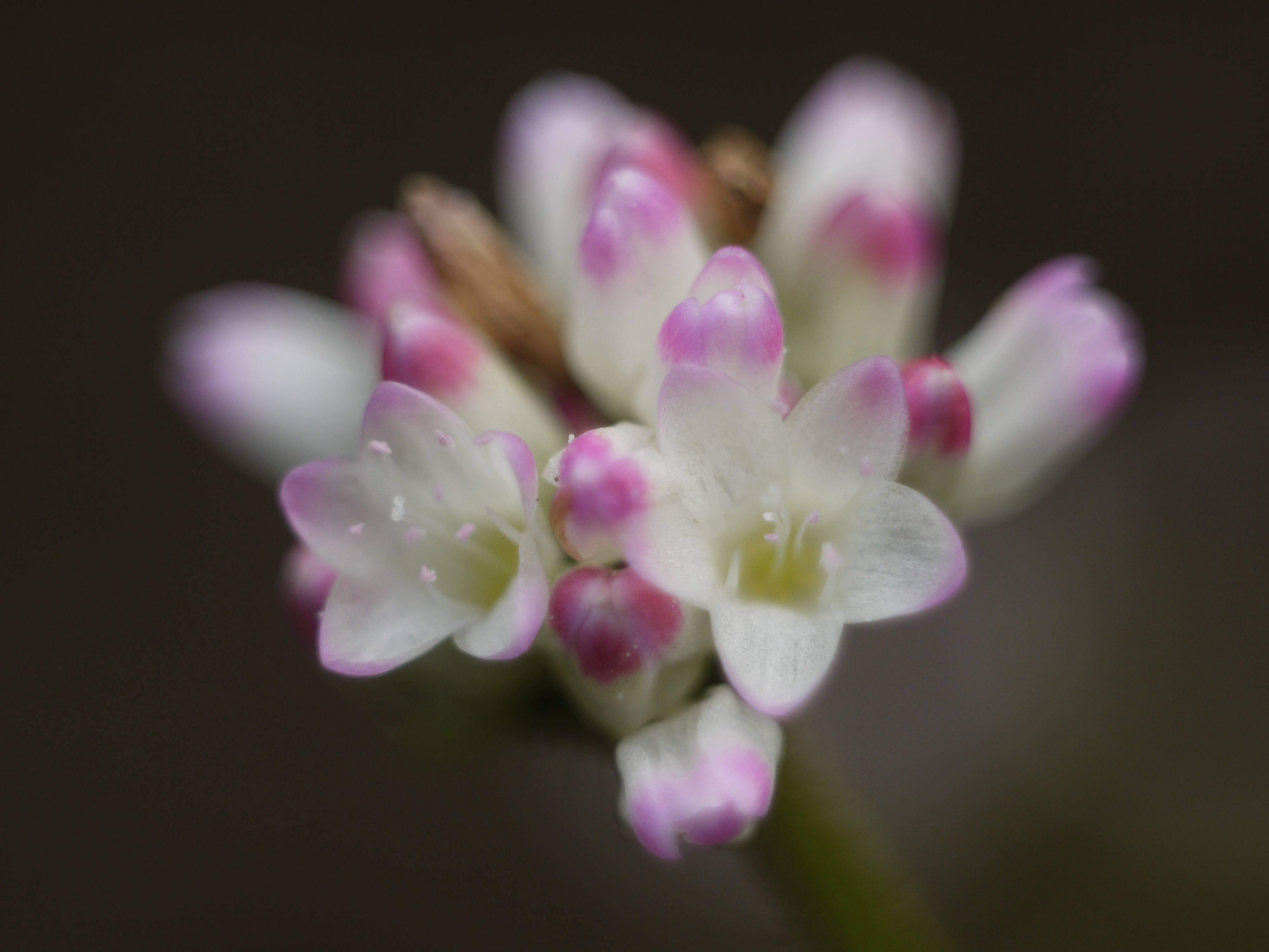 <b>Kilfit-Macro-Kilar D 1:2.8/4cmの絞り開放、最大倍率での撮影。全体的にソフトでファンタジックな雰囲気になった。手持ち撮影だが、地面にしゃがんでカメラを構えると手ブレを抑えることができる<br>DMC-GF1 / Kilfit-Macro-Kilar D 1:2.8/4cm / 4,000×3,000 / 1/250秒 / F2.8 / 0EV / ISO200 / 絞り優先AE / WB:太陽光 / ストロボ不使用</b>