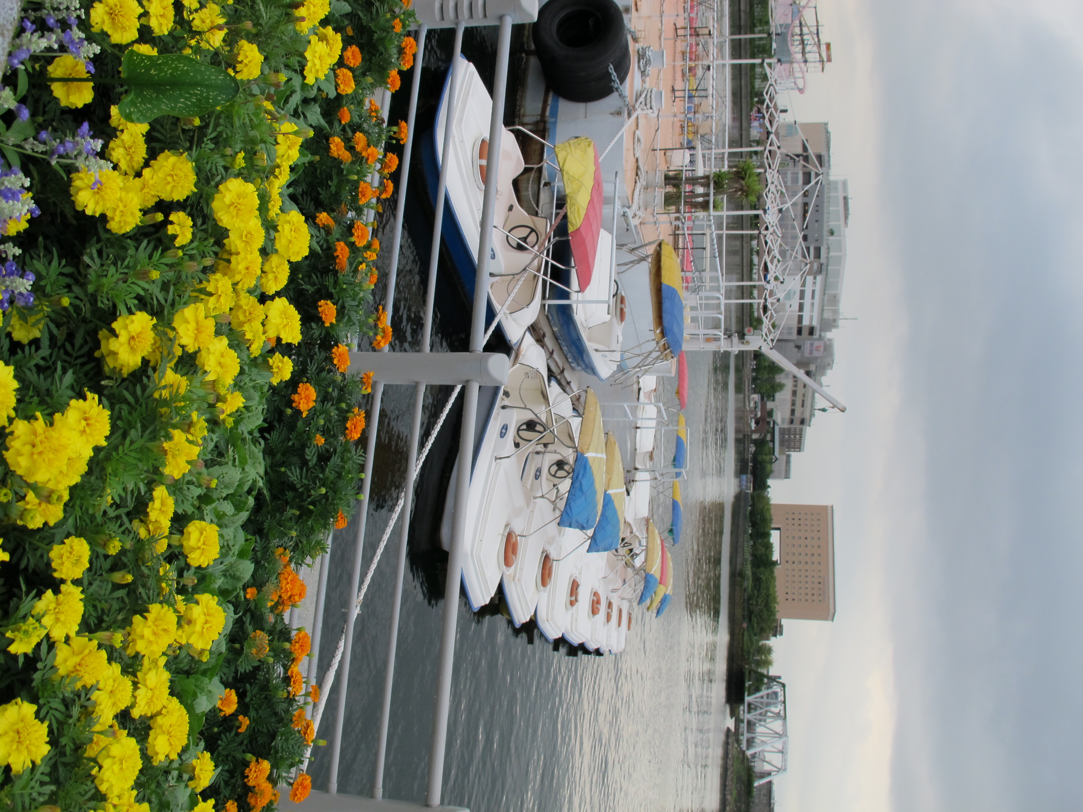 <b>効果なし<br>PowerShot G12 / 約2.4MB / 2,736×3,648 / 1/500秒 / F4 / +0.3EV / ISO320 / WB:オート / 6.8mm</b>