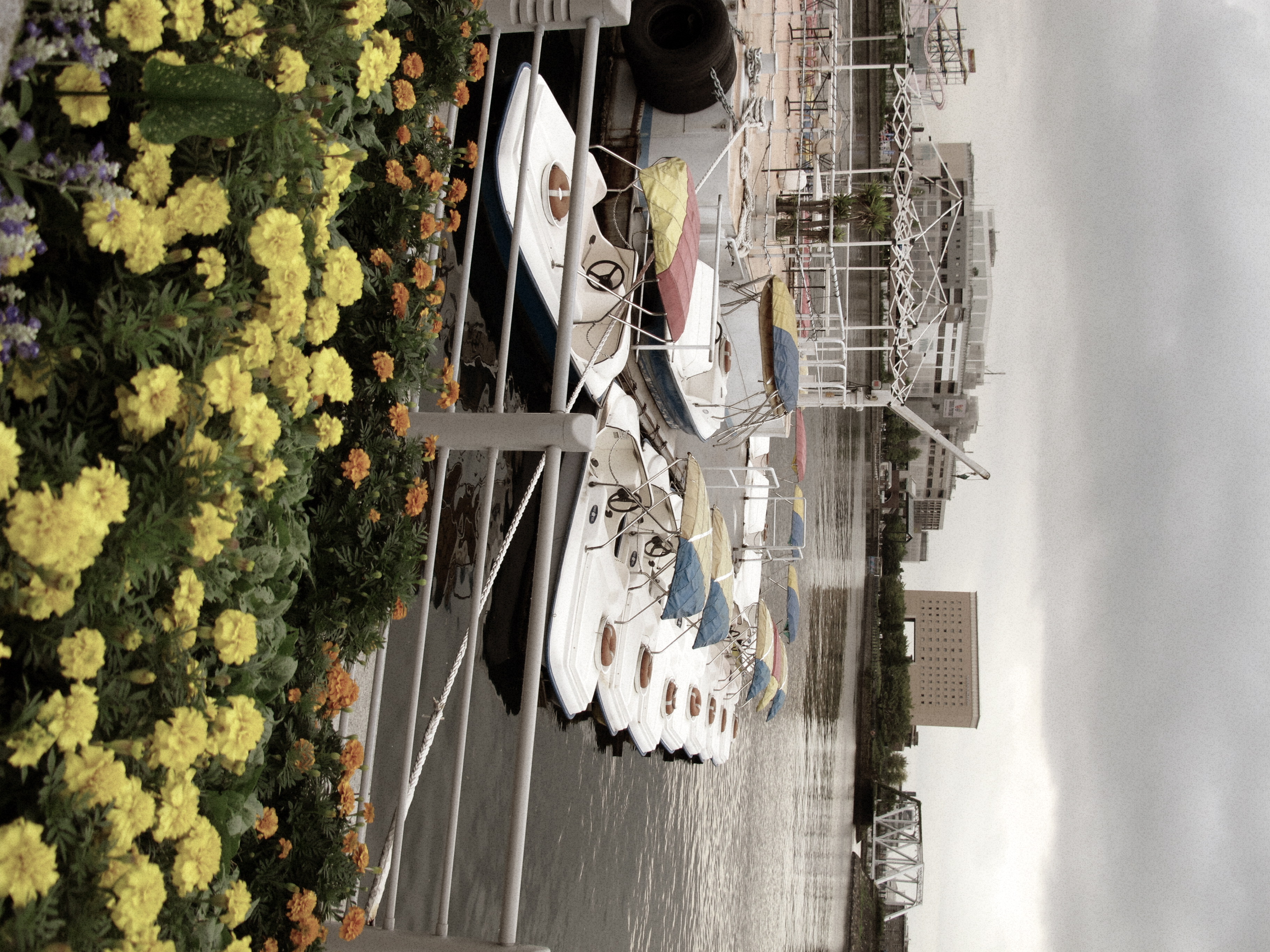 <b>ノスタルジック<br>PowerShot G12 / 約3.0MB / 2,736×3,648 / 1/400秒 / F2.8 / 0.0EV / ISO80 / WB:オート / 6.8mm</b>