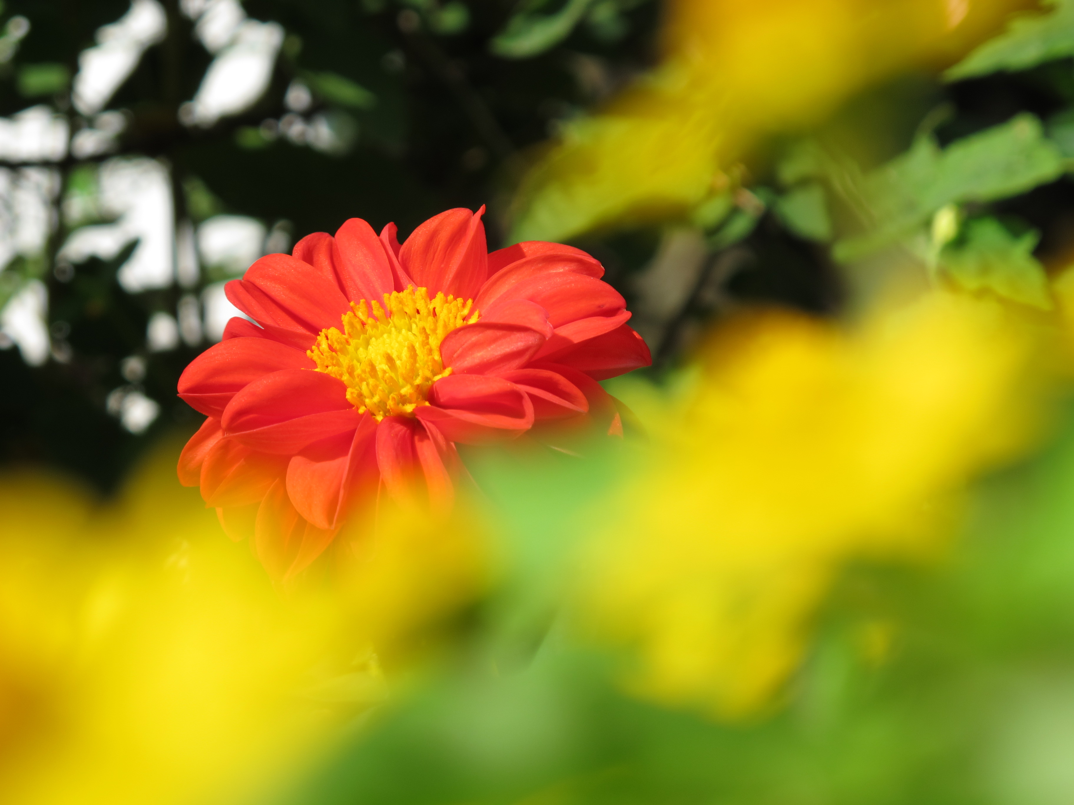 <b>PowerShot G12 / 約1.4MB / 3,648×2,736 / 1/400秒 / F4.5 / +0.3EV / ISO80 / WB:オート / 30.5mm</b>