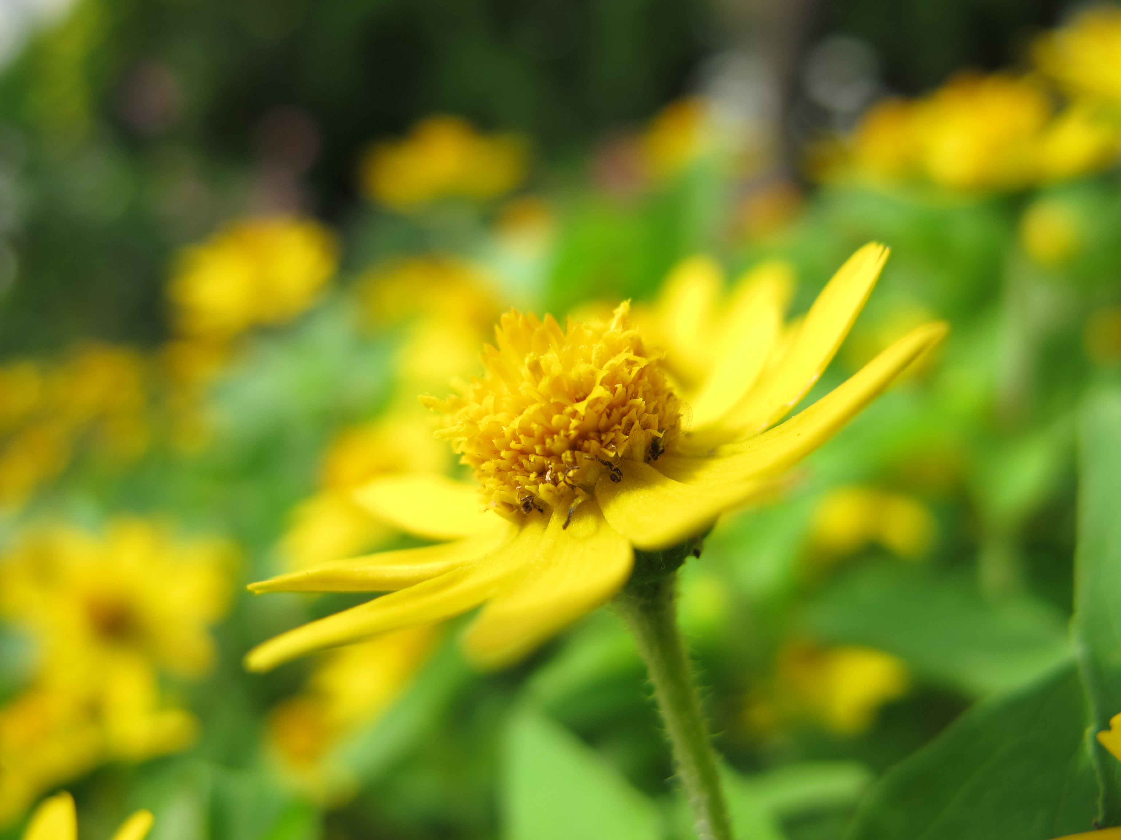 <b>PowerShot G12 / 約1.4MB / 3,648×2,736 / 1/500秒 / F2.8 / +0.3EV / ISO80 / WB:オート / 6.1mm</b>