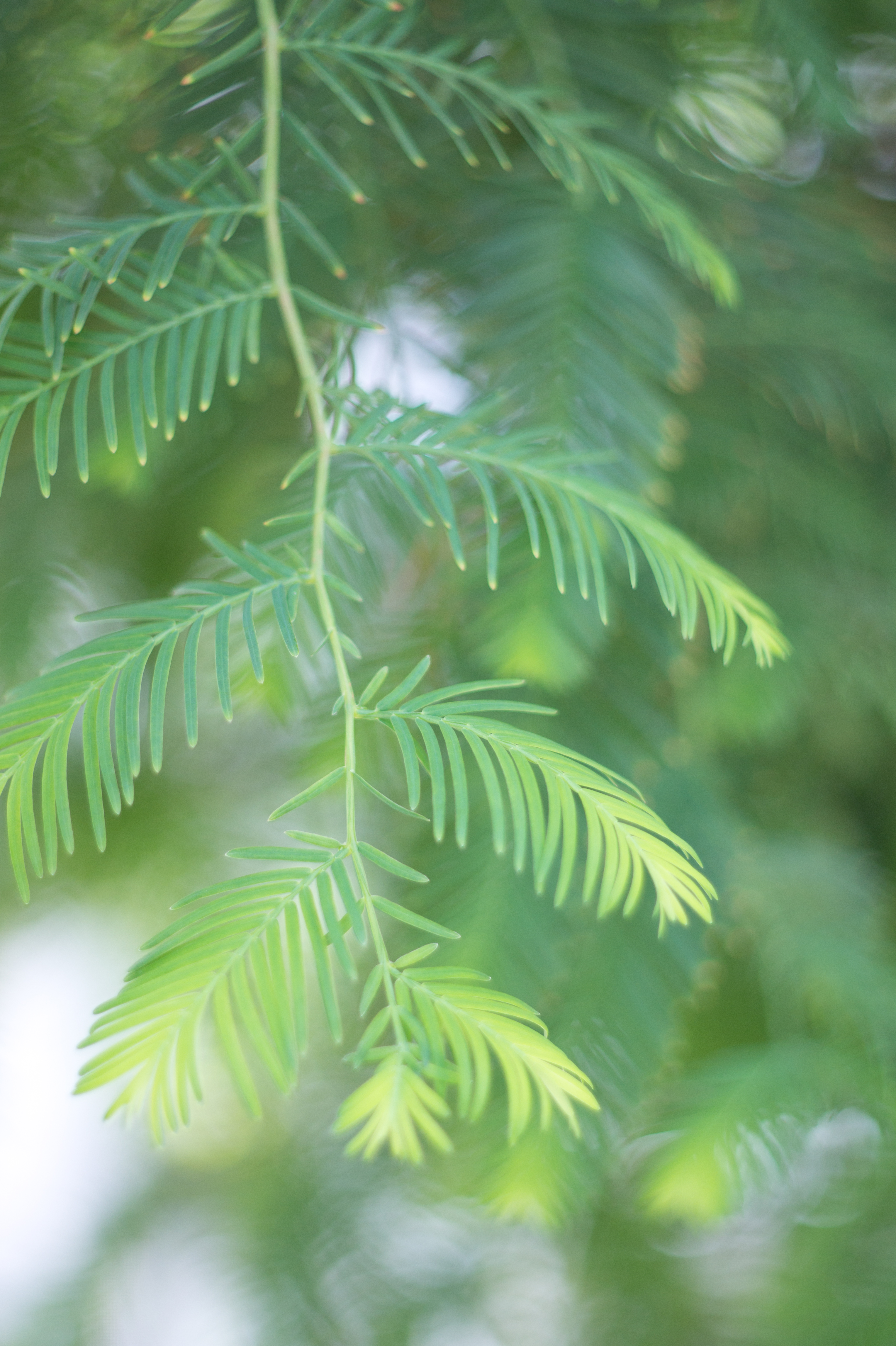 <b>NEX-5 / XRリケノン50mm F2 / 4,592×3,056 / 1/200秒 / F2 / 0EV / ISO200 / WB:オート / 50mm</b>