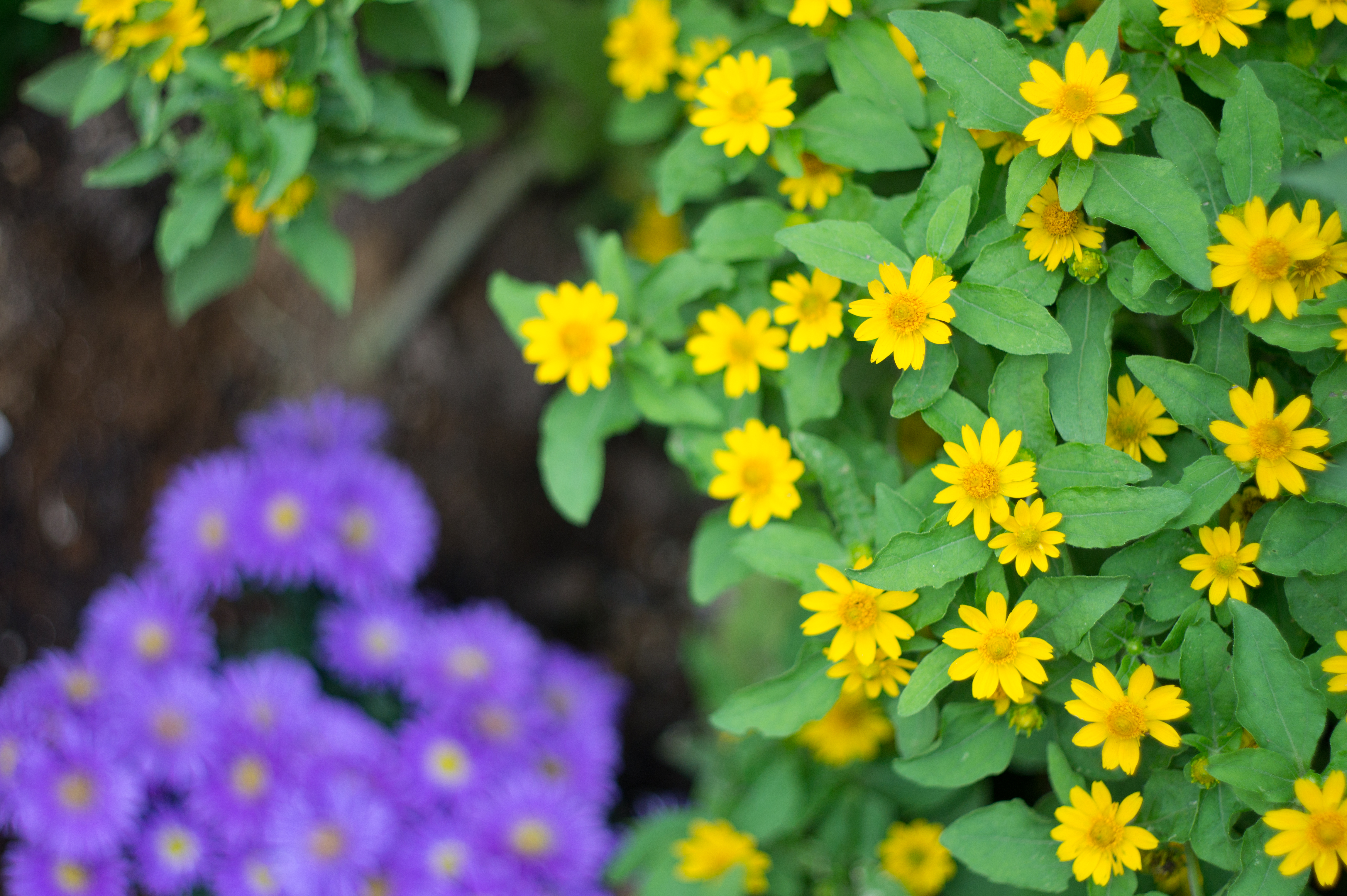 <b>NEX-5 / XRリケノン50mm F2 / 4,592×3,056 / 1/500秒 / F2 / 0EV / ISO200 / WB:オート / 50mm</b>