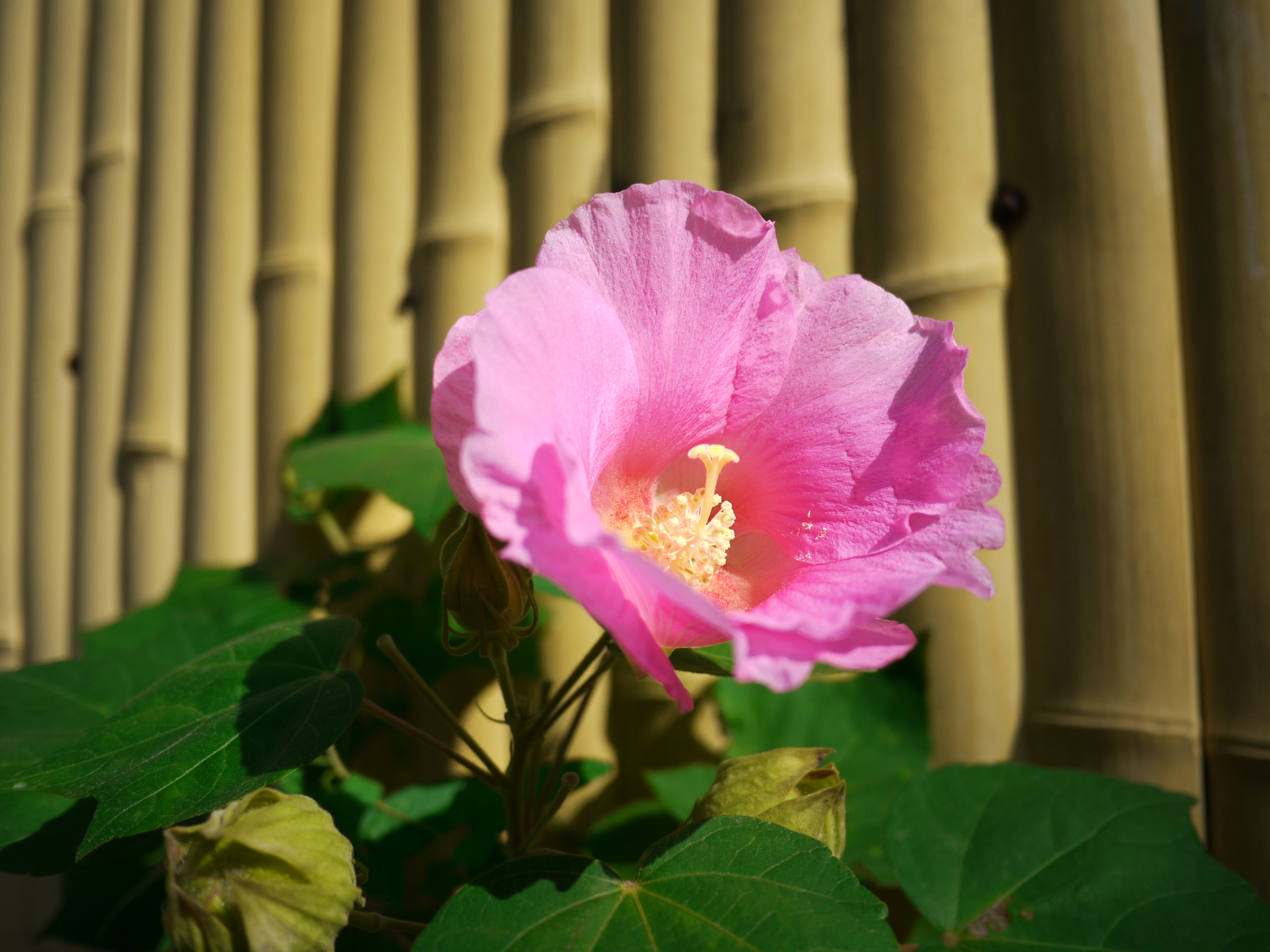 <b>DMC-GH1 / LUMIX G 14mm F2.5 ASPH. / 約4.7MB / 4,000×3,000 / 1/3,200秒 / F2.5 / 0.0EV / ISO100 / WB:オート / 14mm</b>