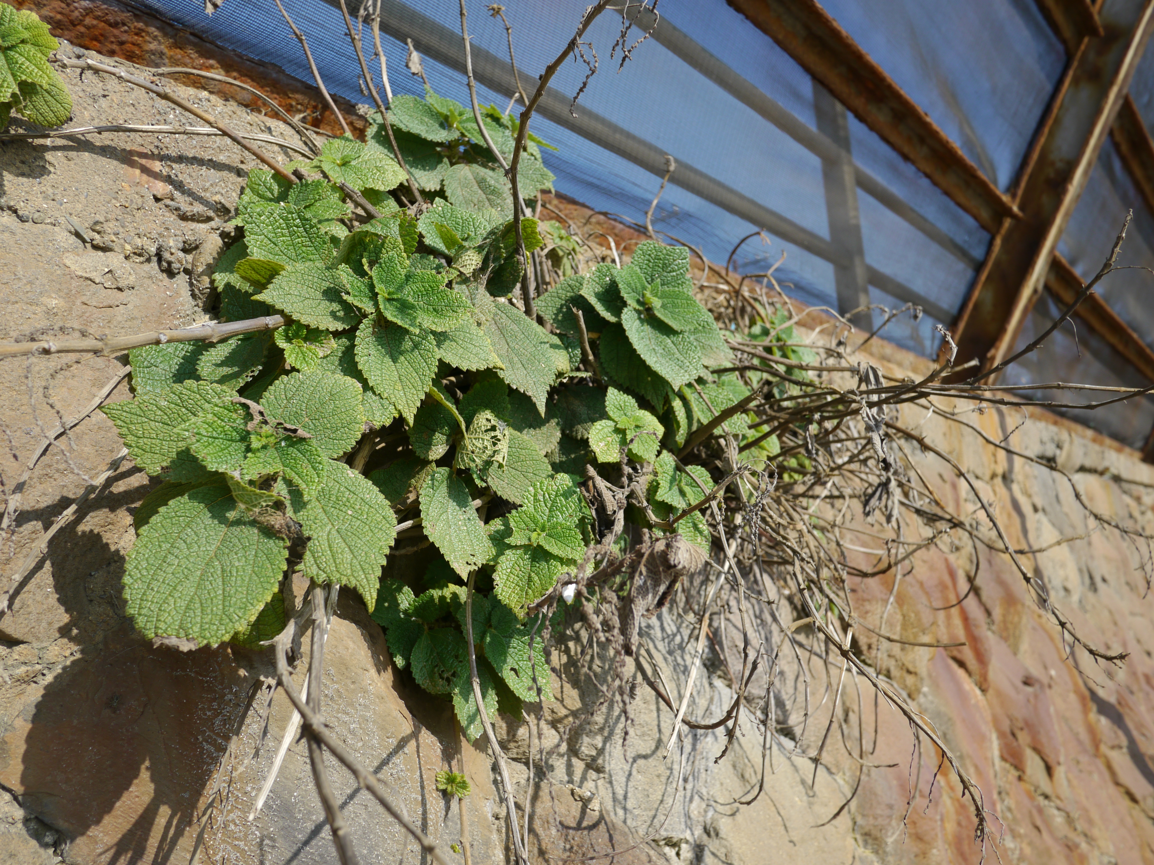 <b>DMC-GH1 / LUMIX G 14mm F2.5 ASPH. / 約6.6MB / 4,000×3,000 / 1/500秒 / F5 / 0.0EV / ISO100 / WB:オート / 14mm</b>