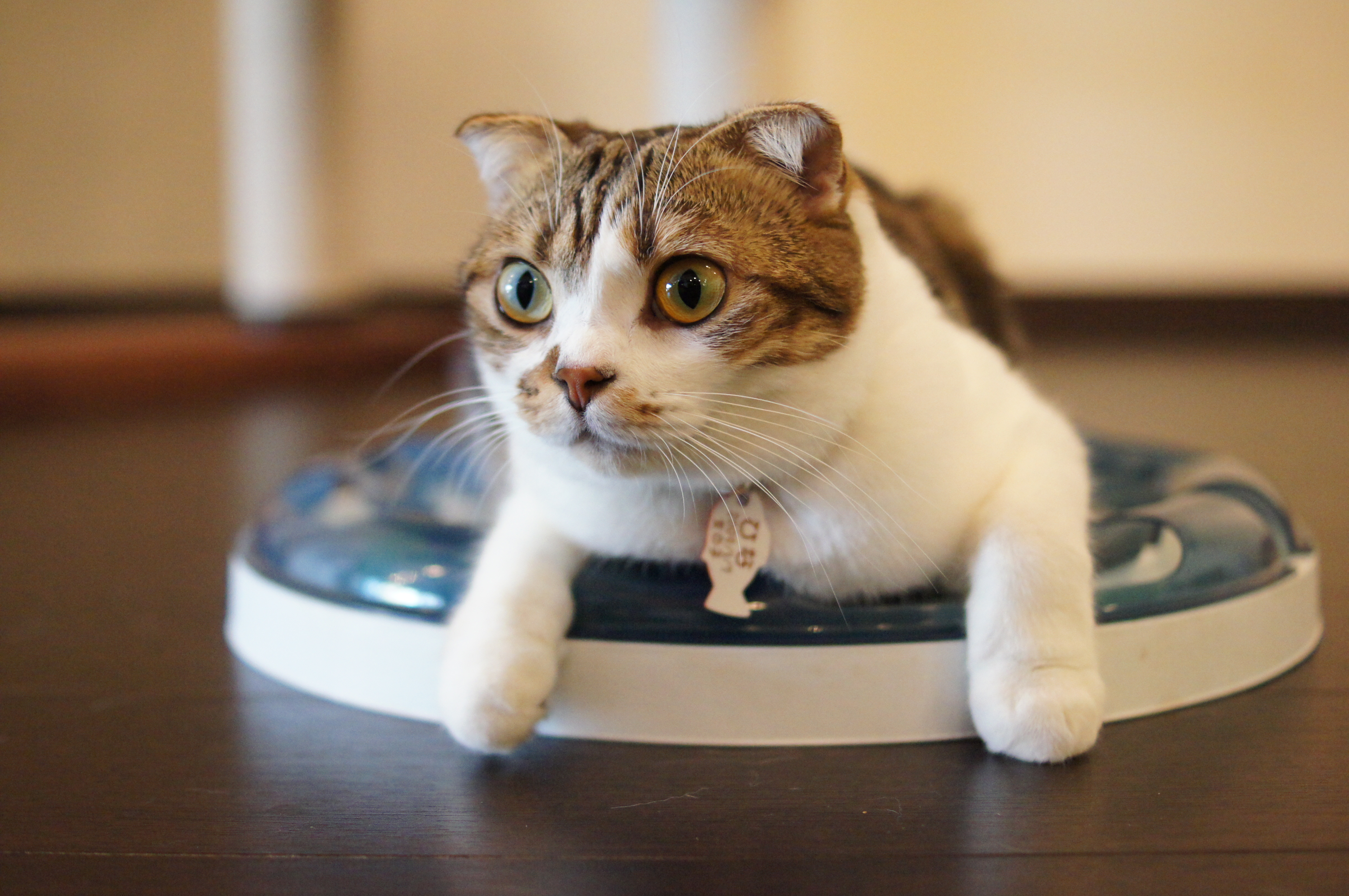 <b>α55 / DT 35mm F1.8 SAM / 4,912×3,264 / 1/250秒 / F2.2 / +0.7EV / ISO3200 / 絞り優先AE / WB:オート / 35mm</b>