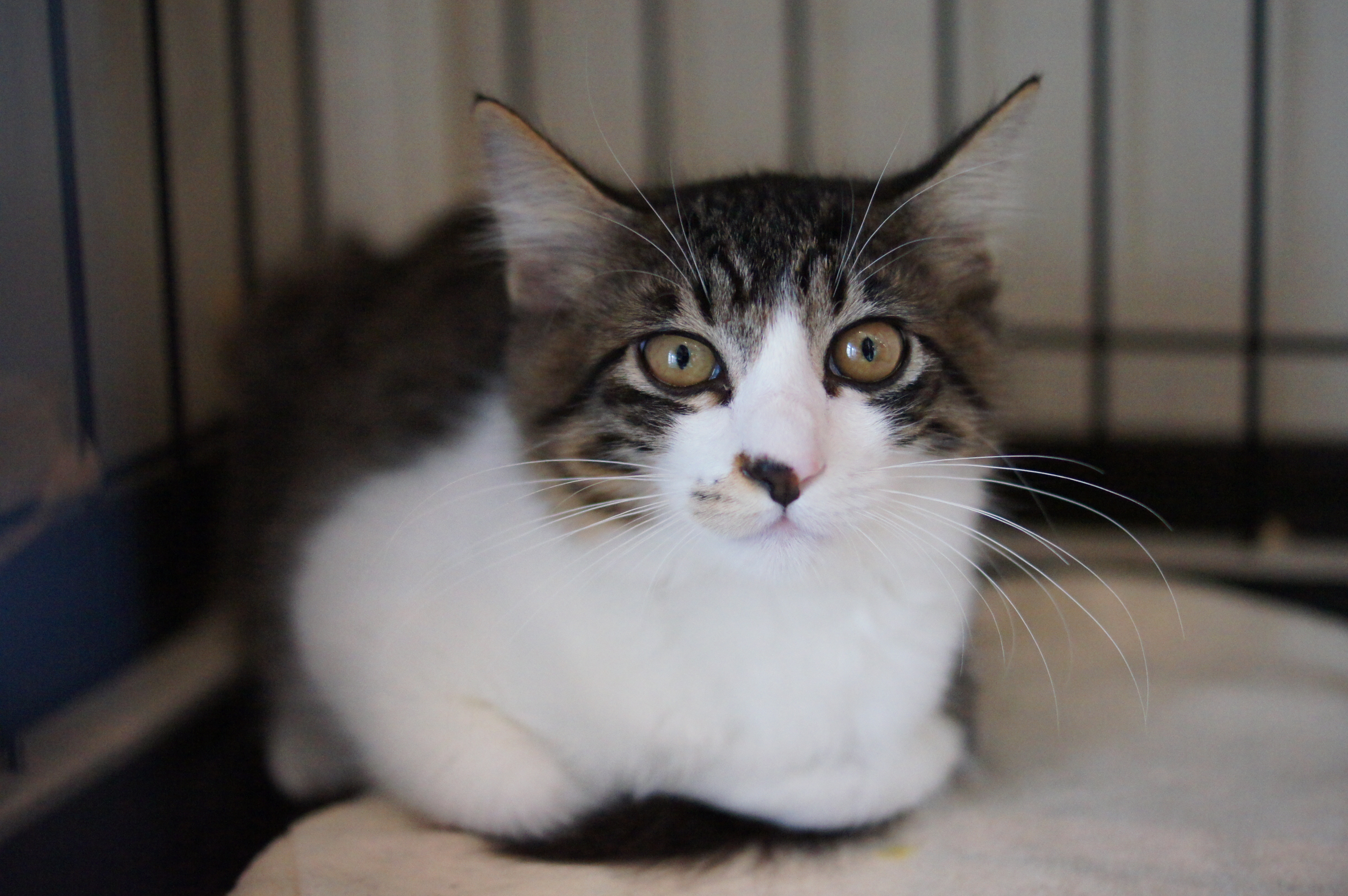 <b>α55 / DT 35mm F1.8 SAM / 4,912×3,264 / 1/500秒 / F2 / 0EV / ISO3200 / 絞り優先AE / WB:オート / 35mm</b>