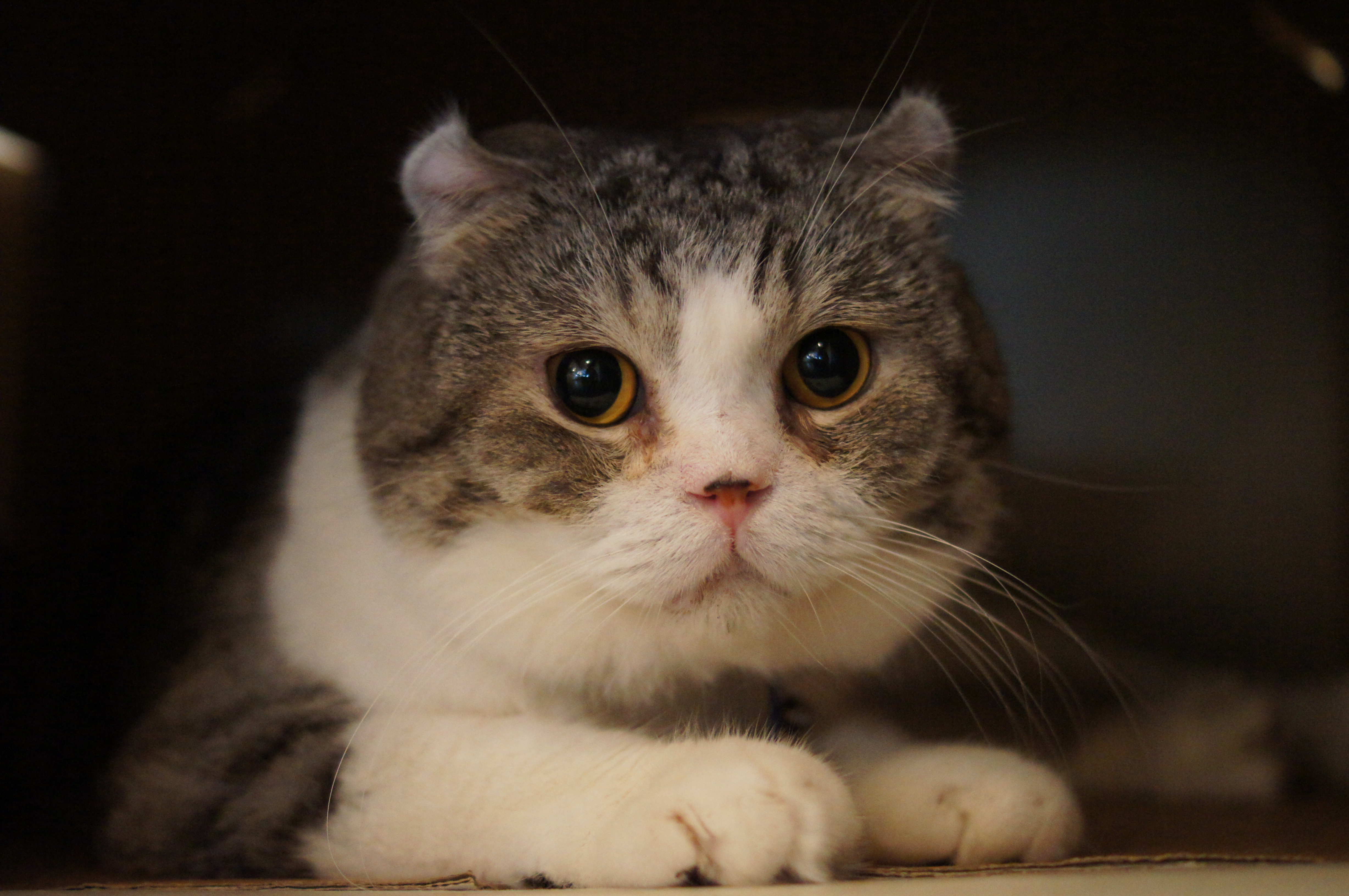 <b>α55 / DT 35mm F1.8 SAM / 4,912×3,264 / 1/160秒 / F2 / 0EV / ISO3200 / 絞り優先AE / WB:オート / 35mm</b>