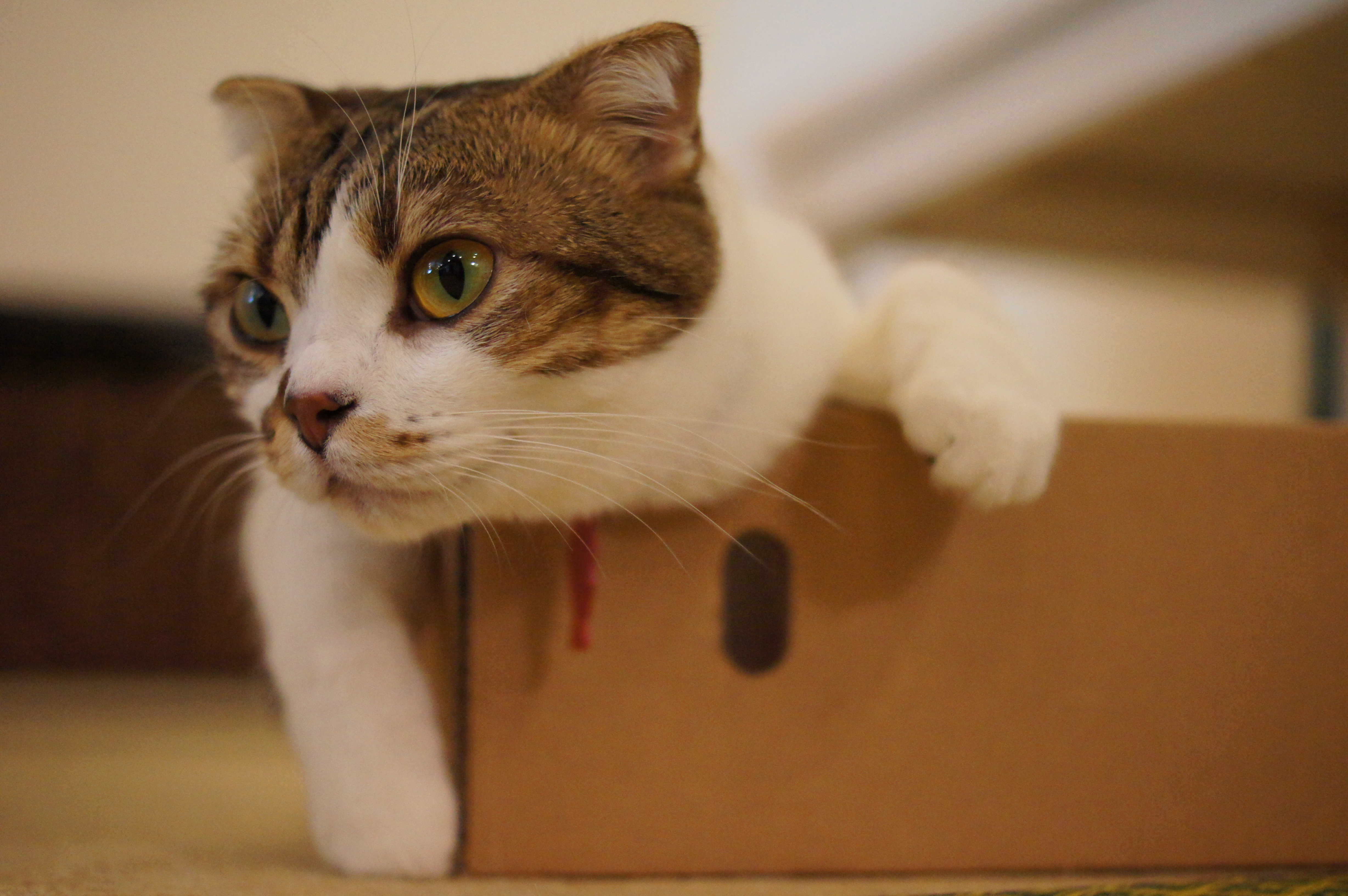 <b>α55 / DT 35mm F1.8 SAM / 4,912×3,264 / 1/320秒 / F2 / +0.3EV / ISO3200 / 絞り優先AE / WB:オート / 35mm</b>