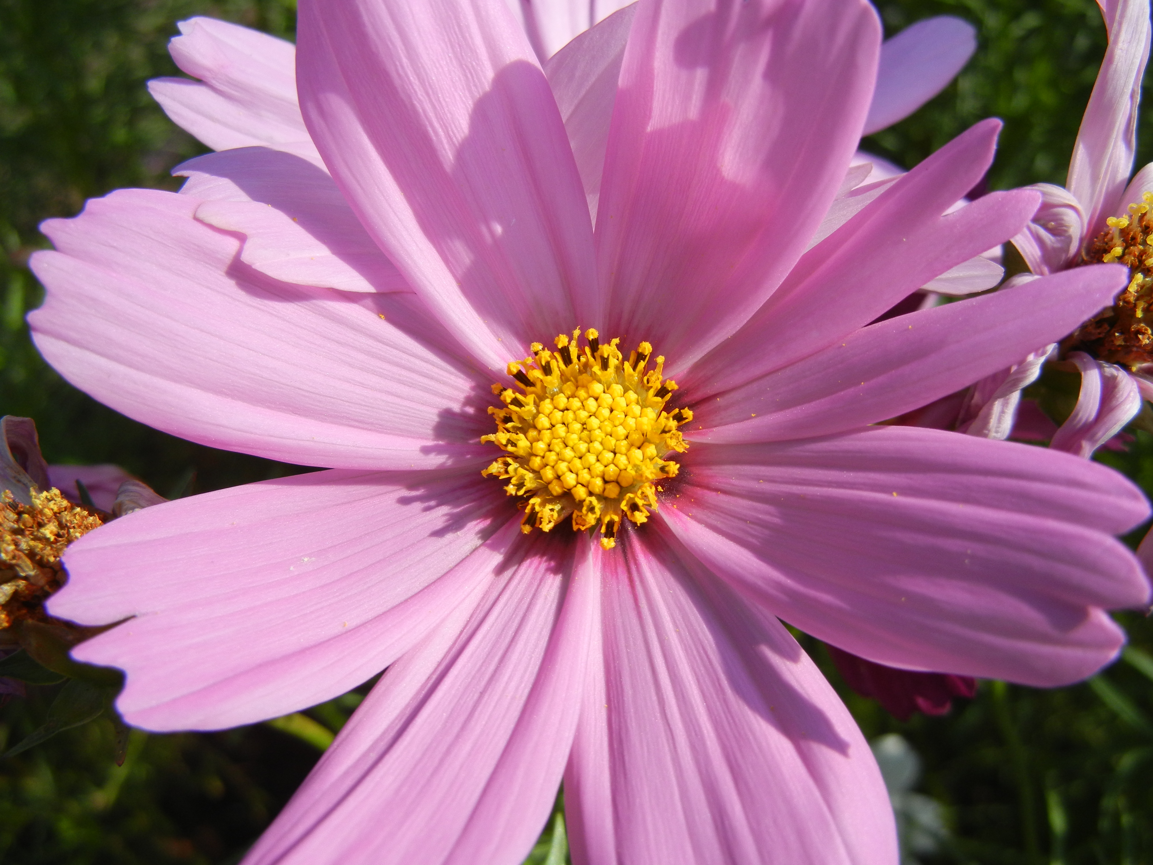 <b>クローズアップモード<br>COOLPIX S8100 / 約2.5MB / 4,000×3,000 / 1/430秒 / F7.2 / 0.0EV / ISO160 / WB:オート / 6.2mm</b>