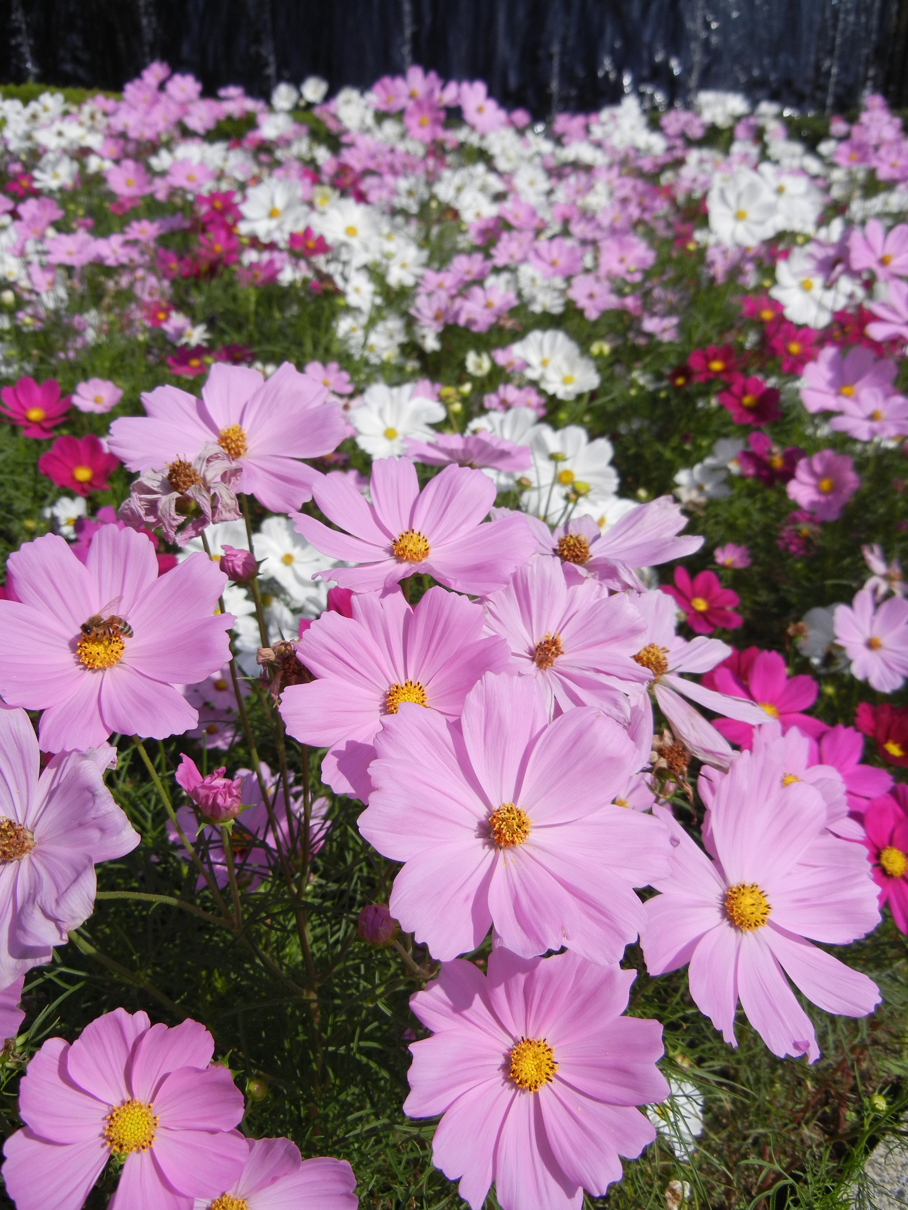 <b>COOLPIX S8100 / 約2.4MB / 3,000×4,000 / 1/770秒 / F7.0 / 0.0EV / ISO160 / WB:5,000K / 5.4mm</b>