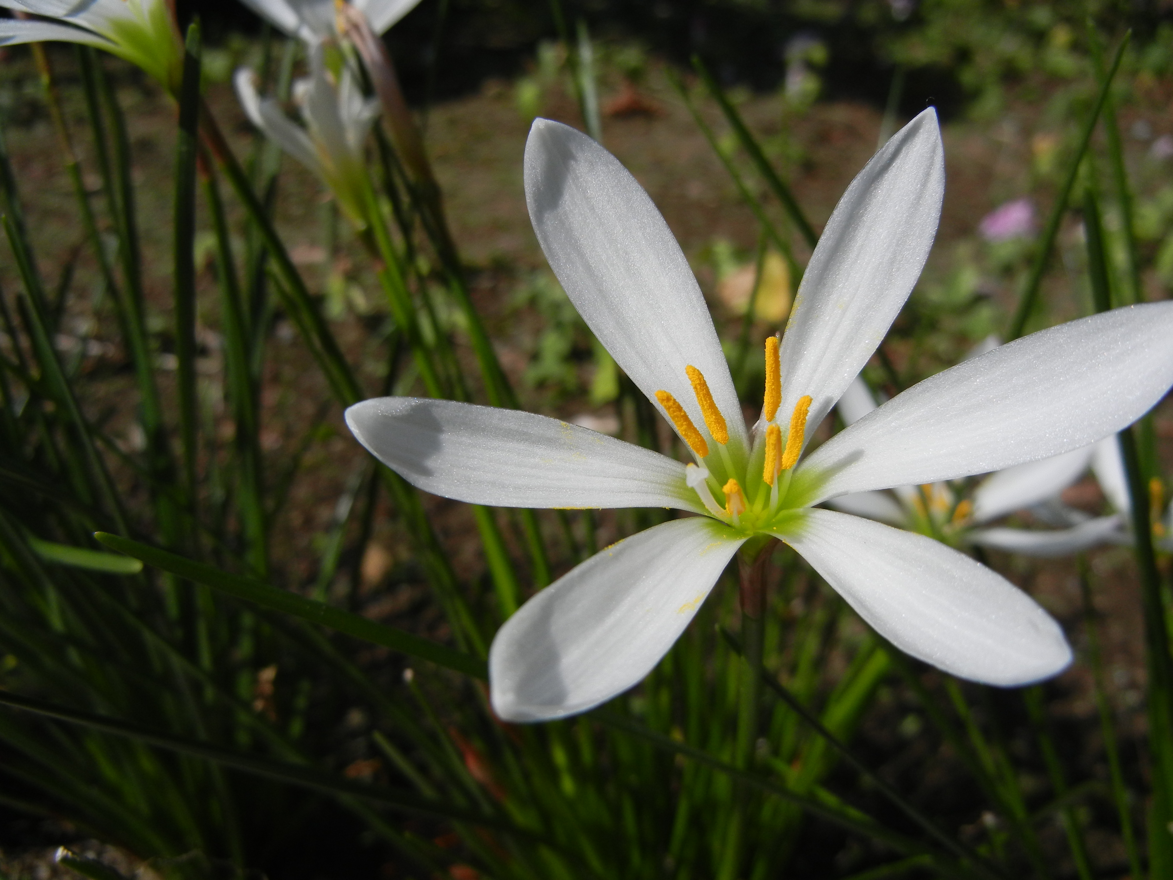 <b>COOLPIX S8100 / 約2.4MB / 4,000×3,000 / 1/847秒 / F7.0 / -0.3EV / ISO160 / WB:5,000K / 5.4mm</b>