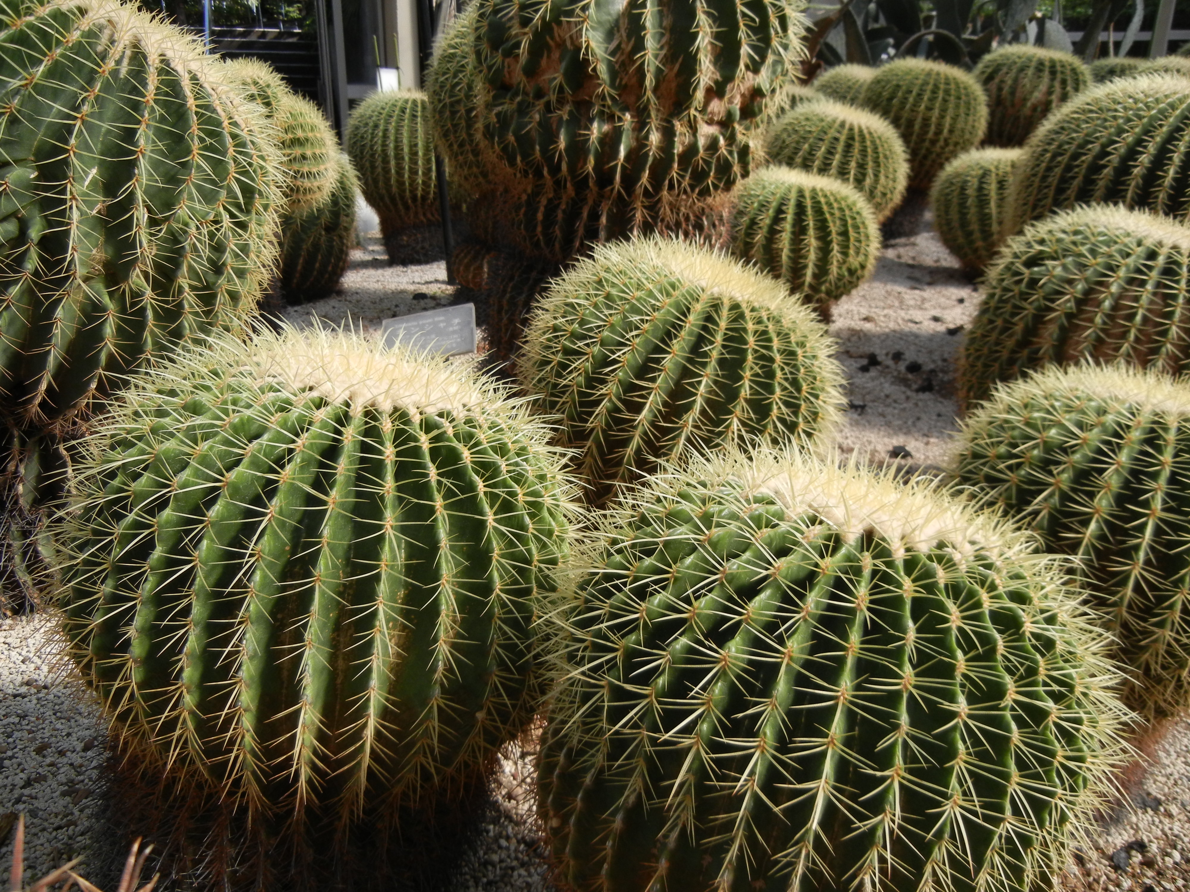 <b>COOLPIX S8100 / 約2.6MB / 4,000×3,000 / 1/713秒 / F3.5 / -0.3EV / ISO160 / WB:5,000K / 5.4mm</b>