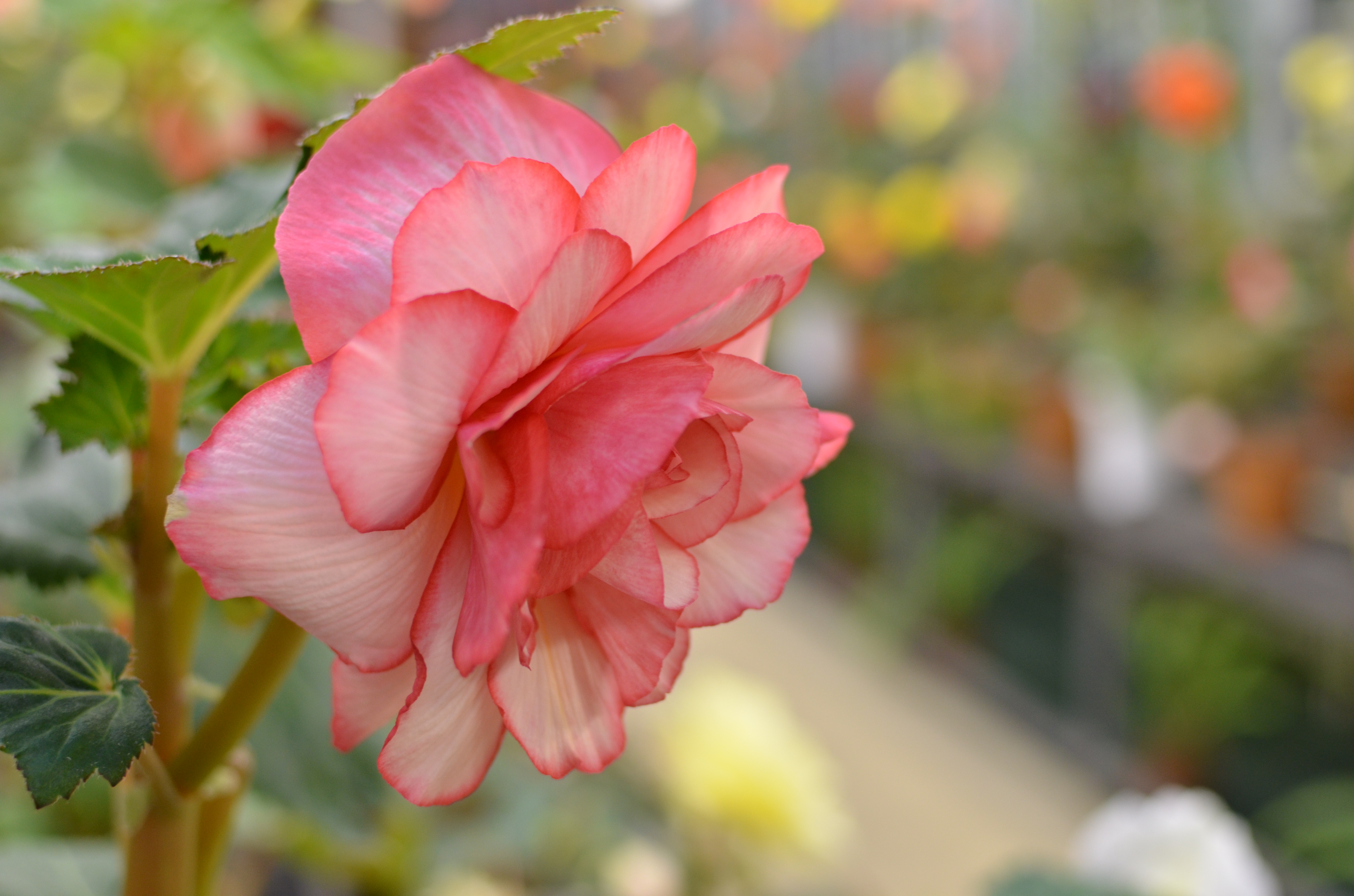 <b>D7000 / AF-S DX NIKKOR 35mm F1.8 G / 約6.1MB / 4,928×3,264 / 1/50秒 / F2.5 / 0.0EV / ISO400 / WB:白色蛍光灯 / 35mm</b>