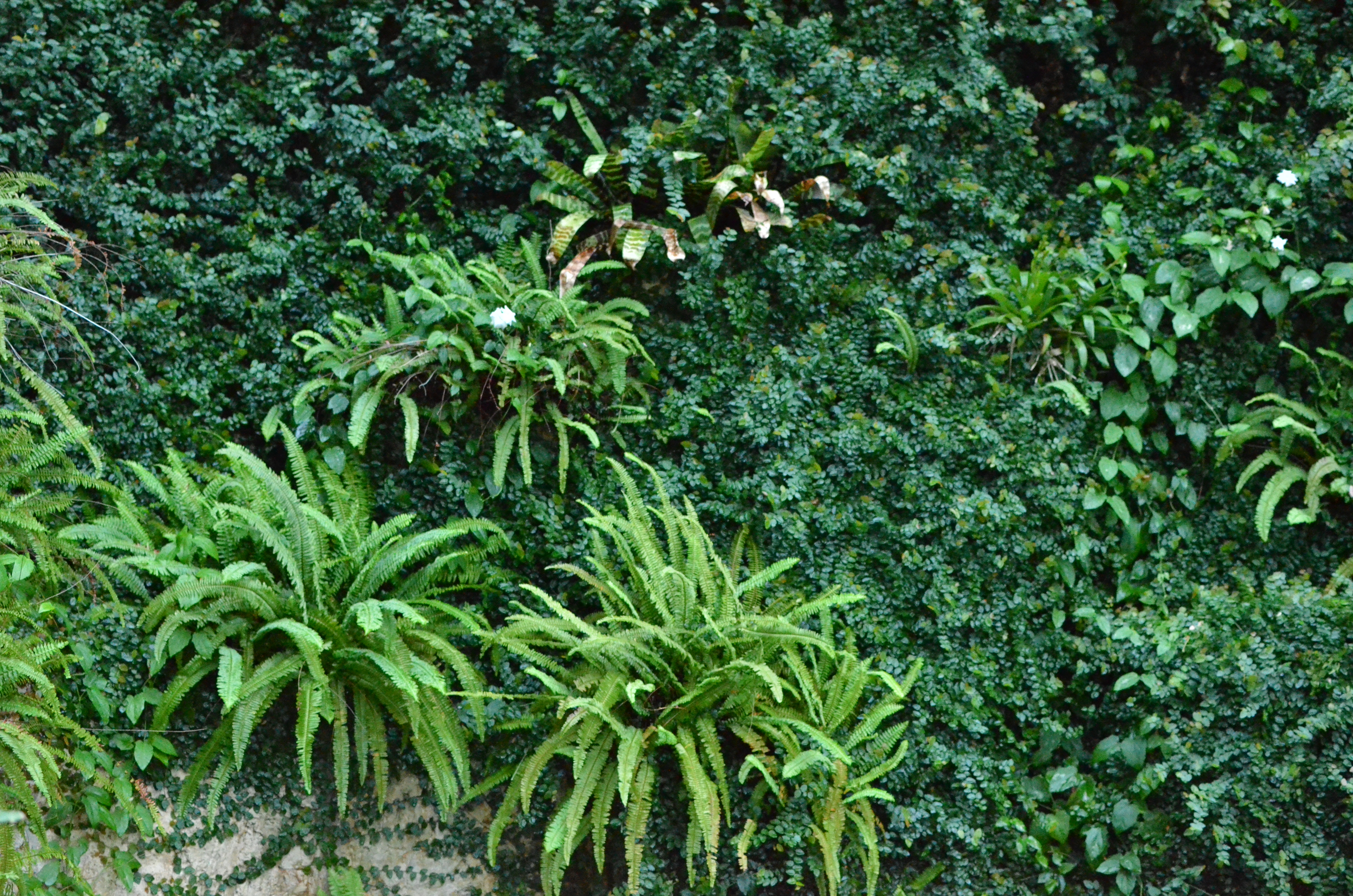 <b>D7000 / AF-S DX NIKKOR 35mm F1.8 G / 約12.3MB / 4,928×3,264 / 1/60秒 / F2.8 / -0.3EV / ISO6400 / WB:曇天 / 35mm</b>