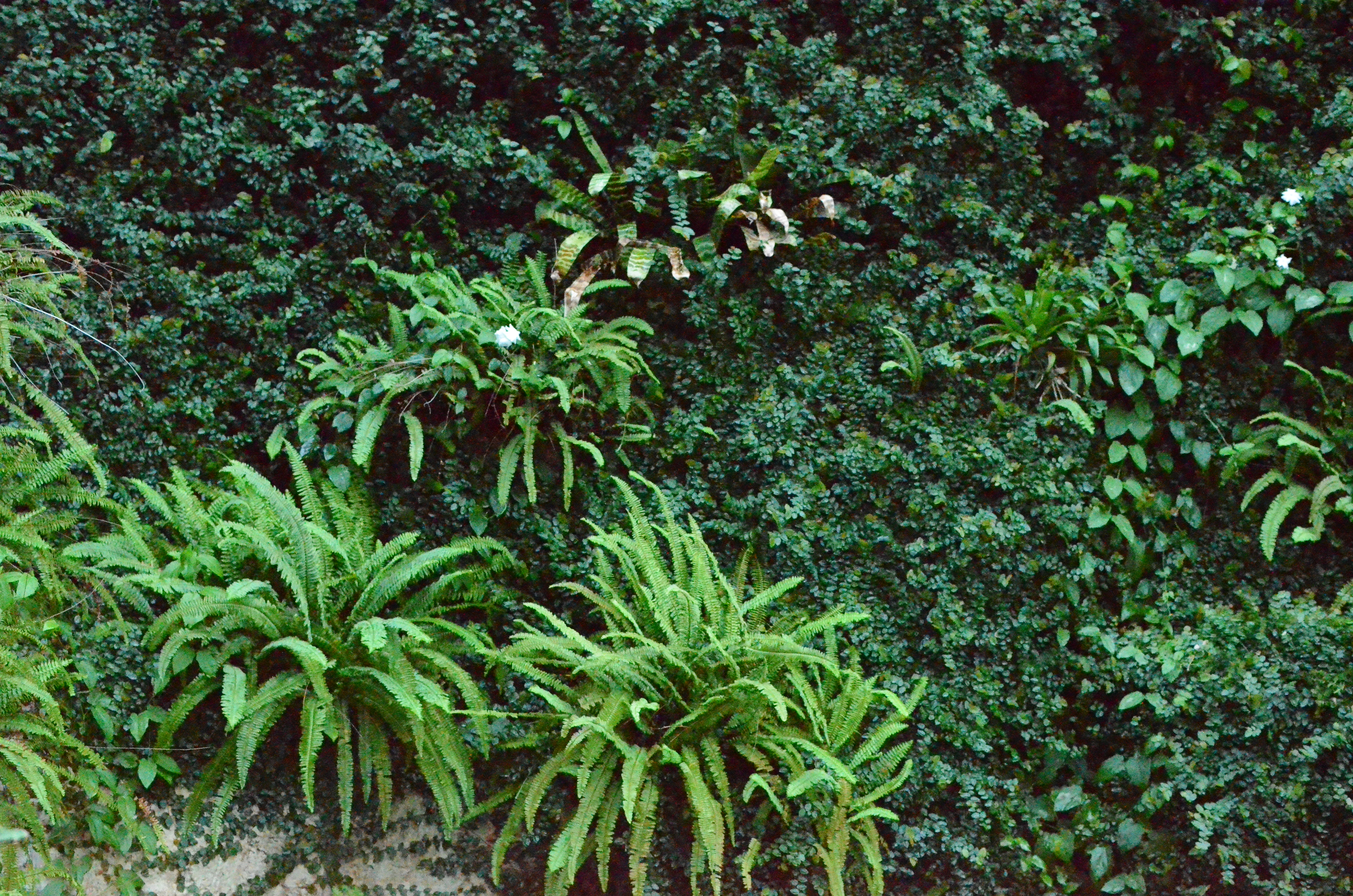 <b>D7000 / AF-S DX NIKKOR 35mm F1.8 G / 約12.7MB / 4,928×3,264 / 1/200秒 / F2.8 / -0.3EV / ISO25600 / WB:曇天 / 35mm</b>