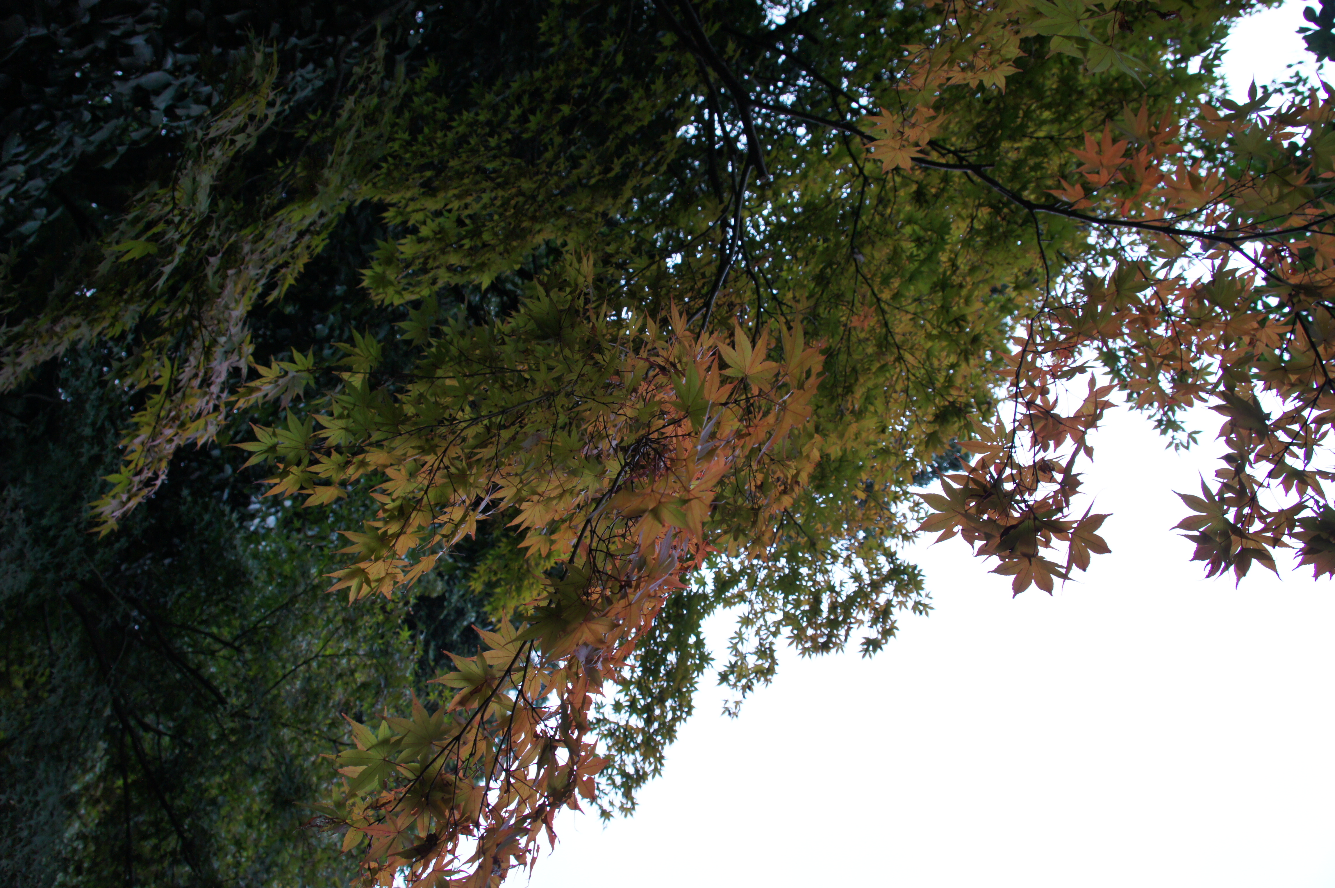 <b>一部で色ずれによるパープルフリンジがエッジで発生しており、この辺りは高倍率ズームレンズとしては平均的な印象<br>NEX-5 / E 18-200mm F3.5-6.3 OSS / 約5.4MB / 3,056×4,592 / 1/30秒 / F5.6 / 0.0EV / ISO640 / WB:オート / 18mm</b>