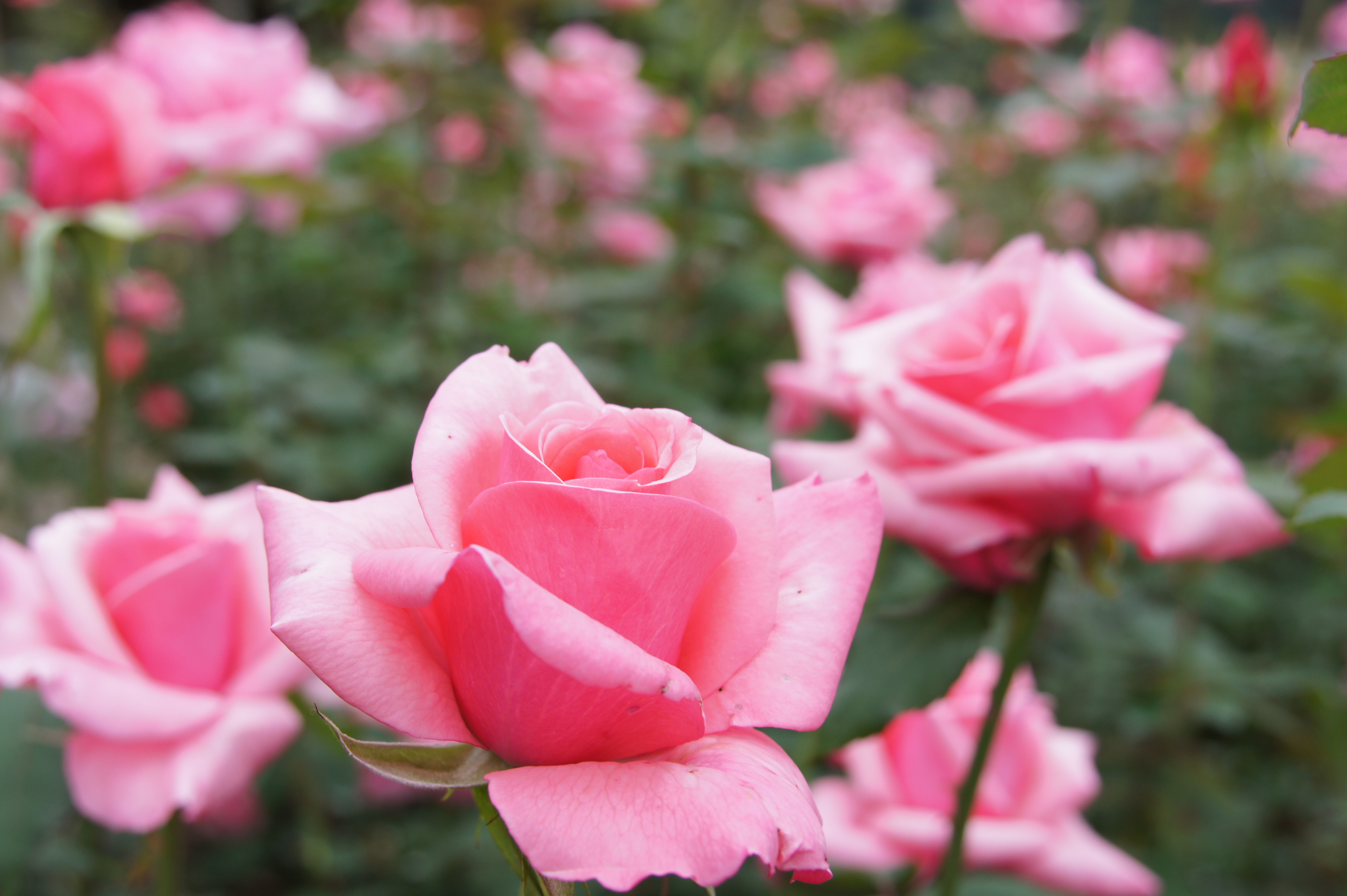 <b>ワイド端ではあまり寄れない（30cmまで）のでマクロ的に使うのは難しいが、ズームをすることでテレマクロとして利用できる<br>NEX-5 / E 18-200mm F3.5-6.3 OSS / 約3.3MB / 4,592×3,056 / 1/125秒 / F6.3 / +1.0EV / ISO200 / WB:オート / 34mm</b>