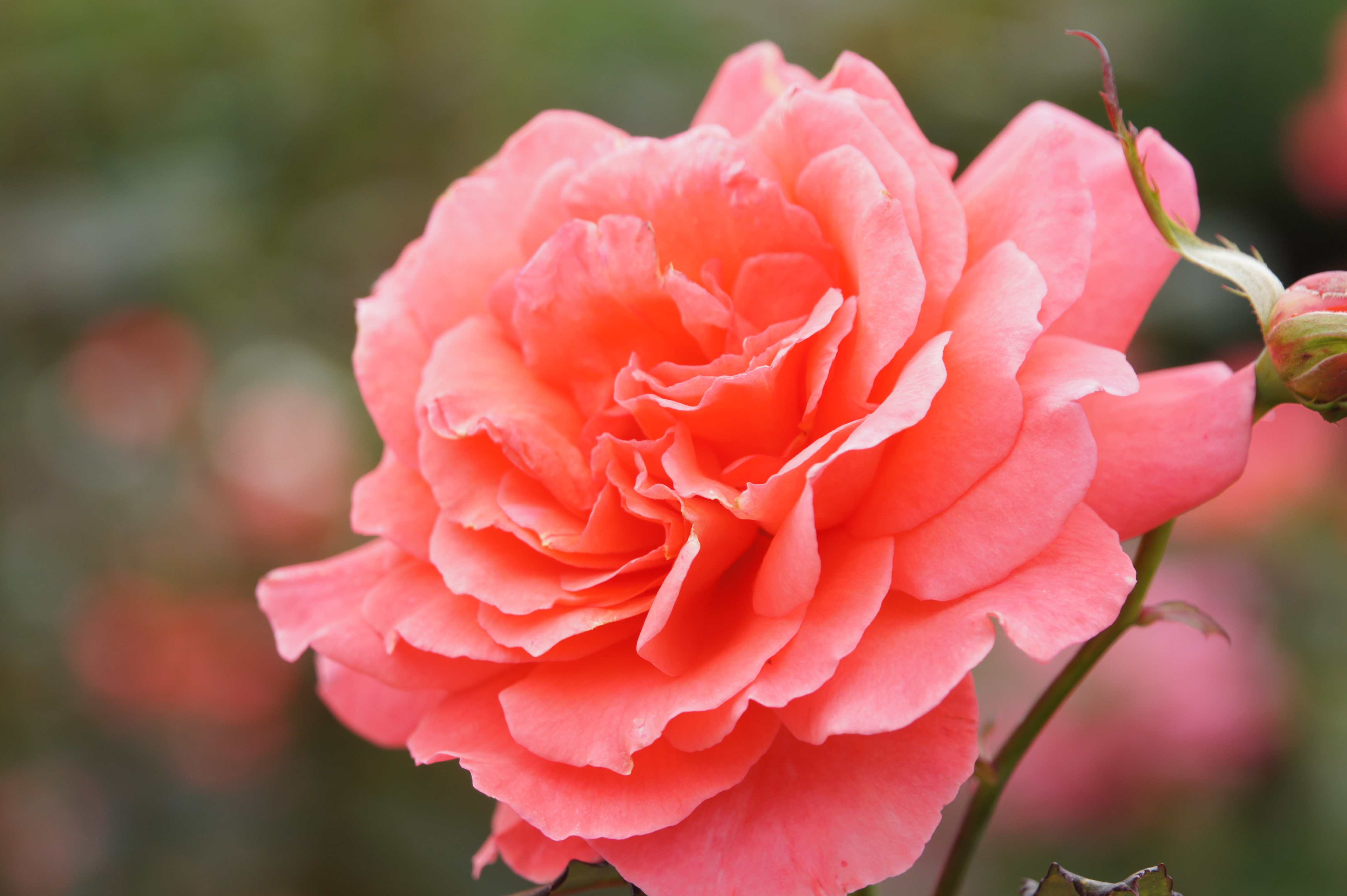 <b>ただ、背景のボケは堅めで理想的というほどきれいなボケにはならない印象<br>NEX-5 / E 18-200mm F3.5-6.3 OSS / 約3.2MB / 4,592×3,056 / 1/160秒 / F5.6 / +1.0EV / ISO200 / WB:オート / 98mm</b>