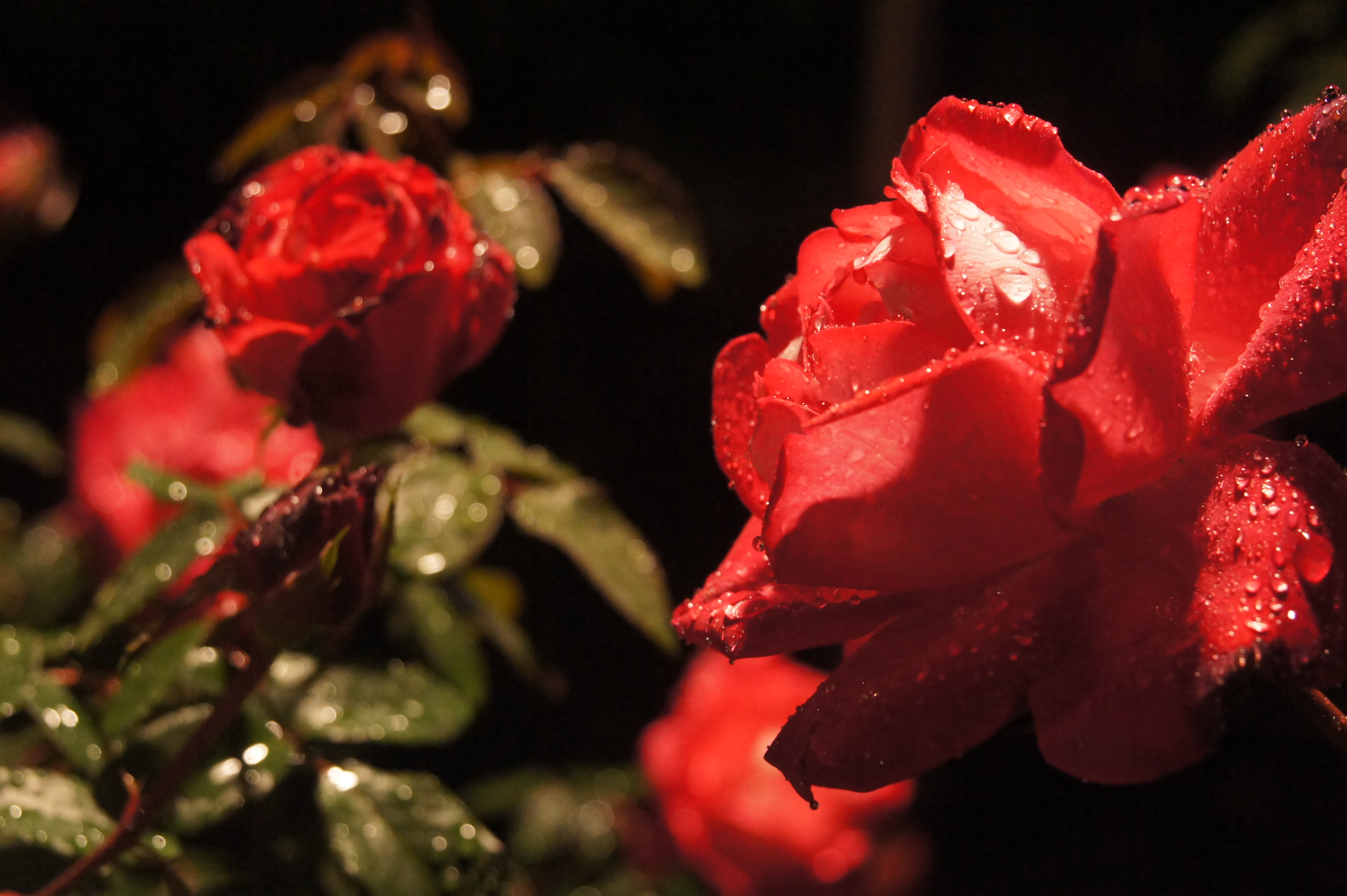 <b>点光源では一部二線ボケが発生するような場合もある<br>NEX-5 / E 18-200mm F3.5-6.3 OSS / 約3.5MB / 4,592×3,056 / 1/60秒 / F6.3 / 0.0EV / ISO3200 / WB:オート / 57mm</b>