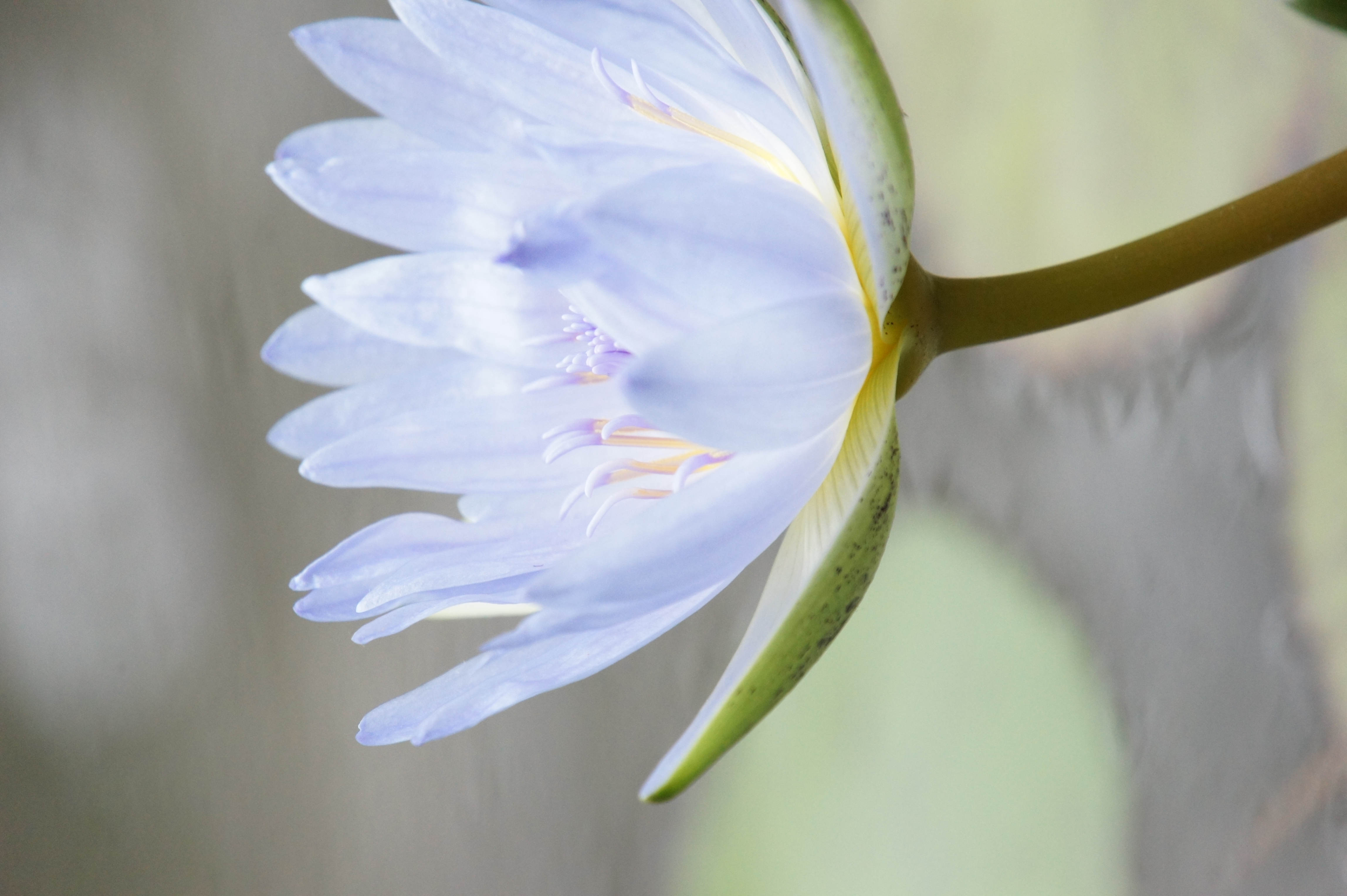 <b>こういう構図で、特にテレ端でのピント合わせはAF任せではあまりうまくいかない。じっくり撮影できる状況なら、三脚でMFの方が良さそうだ<br>NEX-5 / E 18-200mm F3.5-6.3 OSS / 約3.0MB / 3,056×4,592 / 1/160秒 / F6.3 / +1.0EV / ISO1600 / WB:オート / 200mm</b>