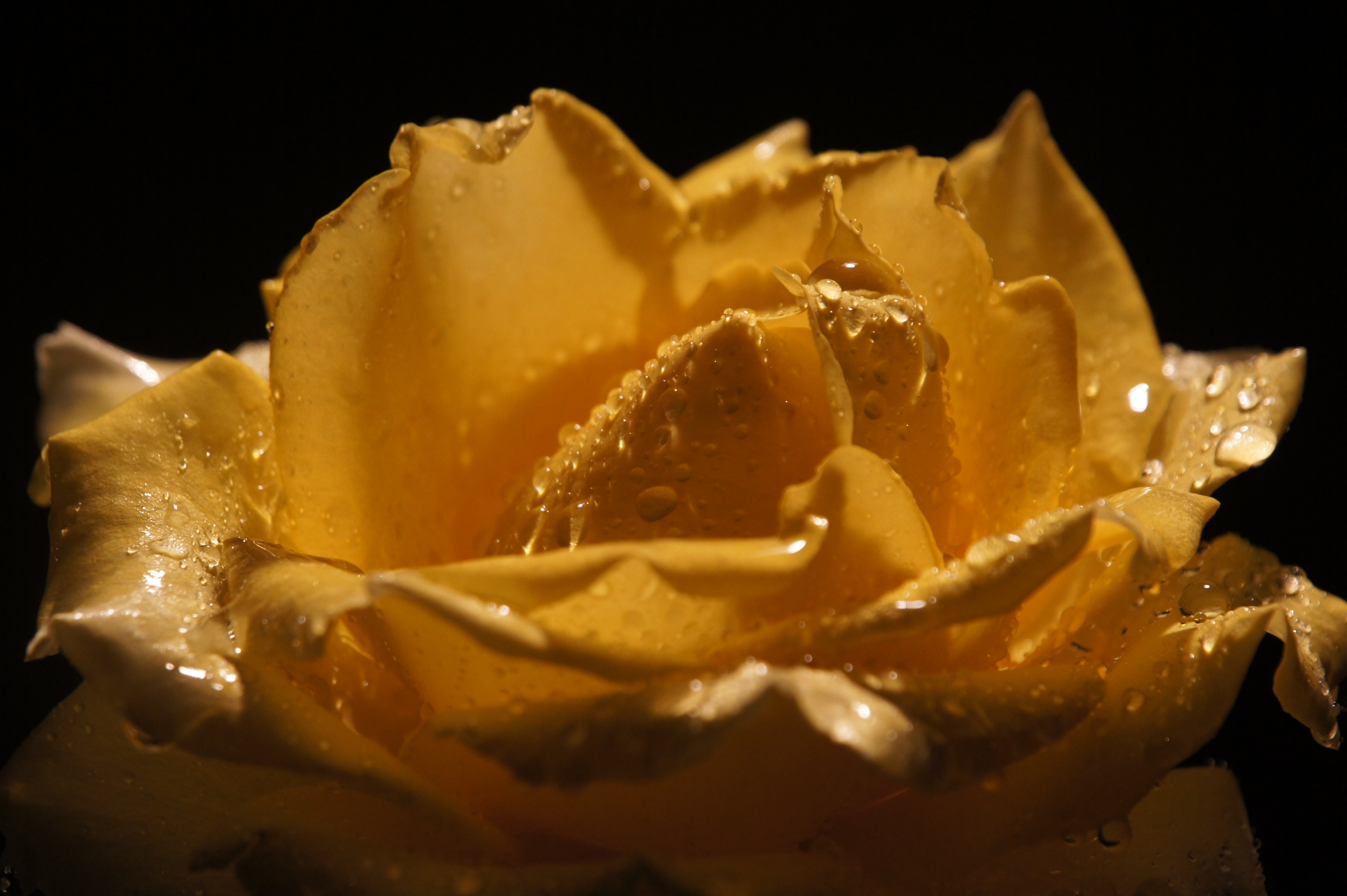 <b>NEX-5 / E 18-200mm F3.5-6.3 OSS / 約2.9MB / 4,592×3,056 / 1/125秒 / F6.3 / 0.0EV / ISO800 / WB:オート / 146mm</b>