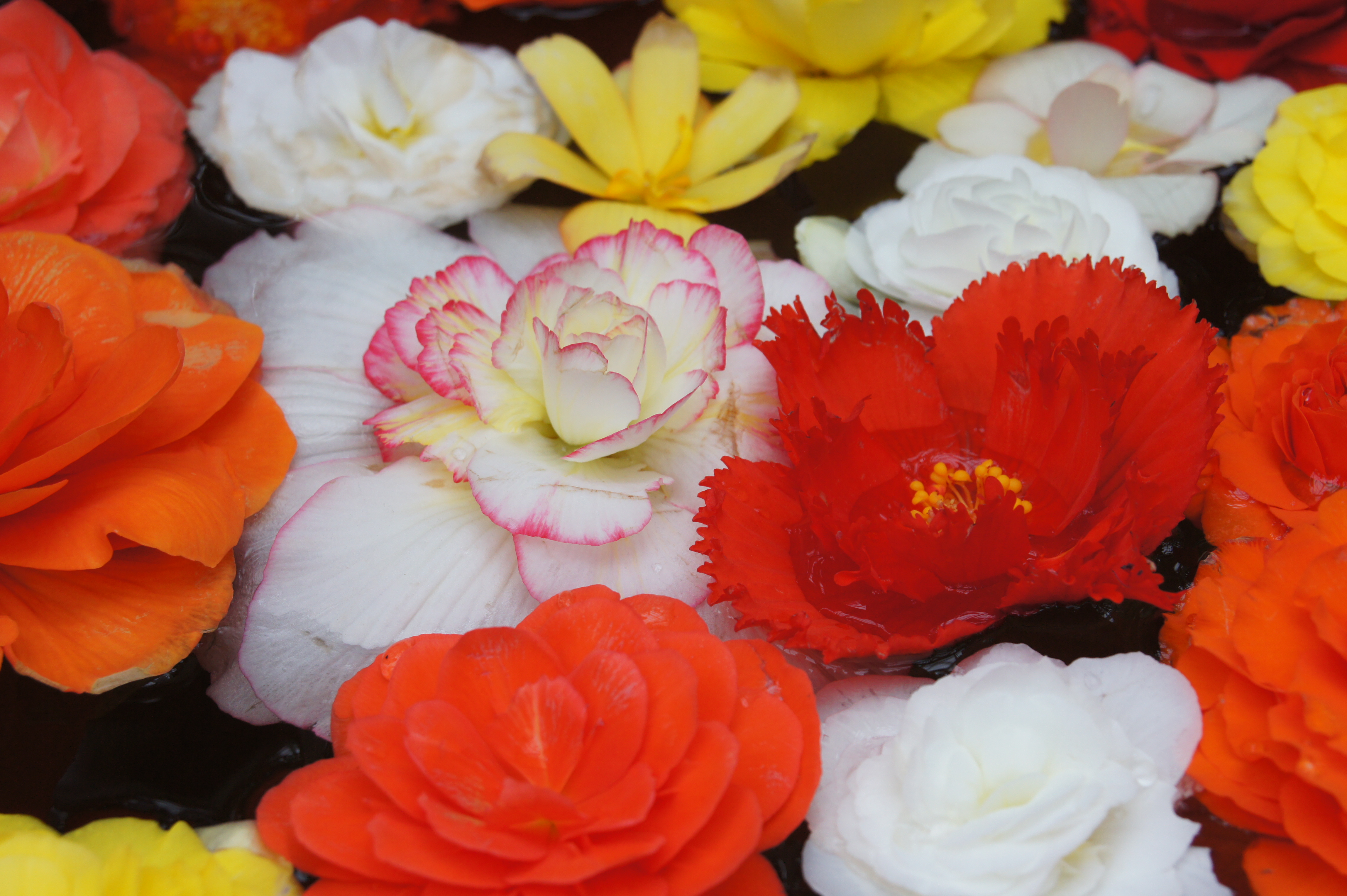 <b>NEX-5 / E 18-200mm F3.5-6.3 OSS / 約3.8MB / 4,592×3,056 / 1/100秒 / F6.3 / +0.3EV / ISO500 / WB:オート / 57mm</b>