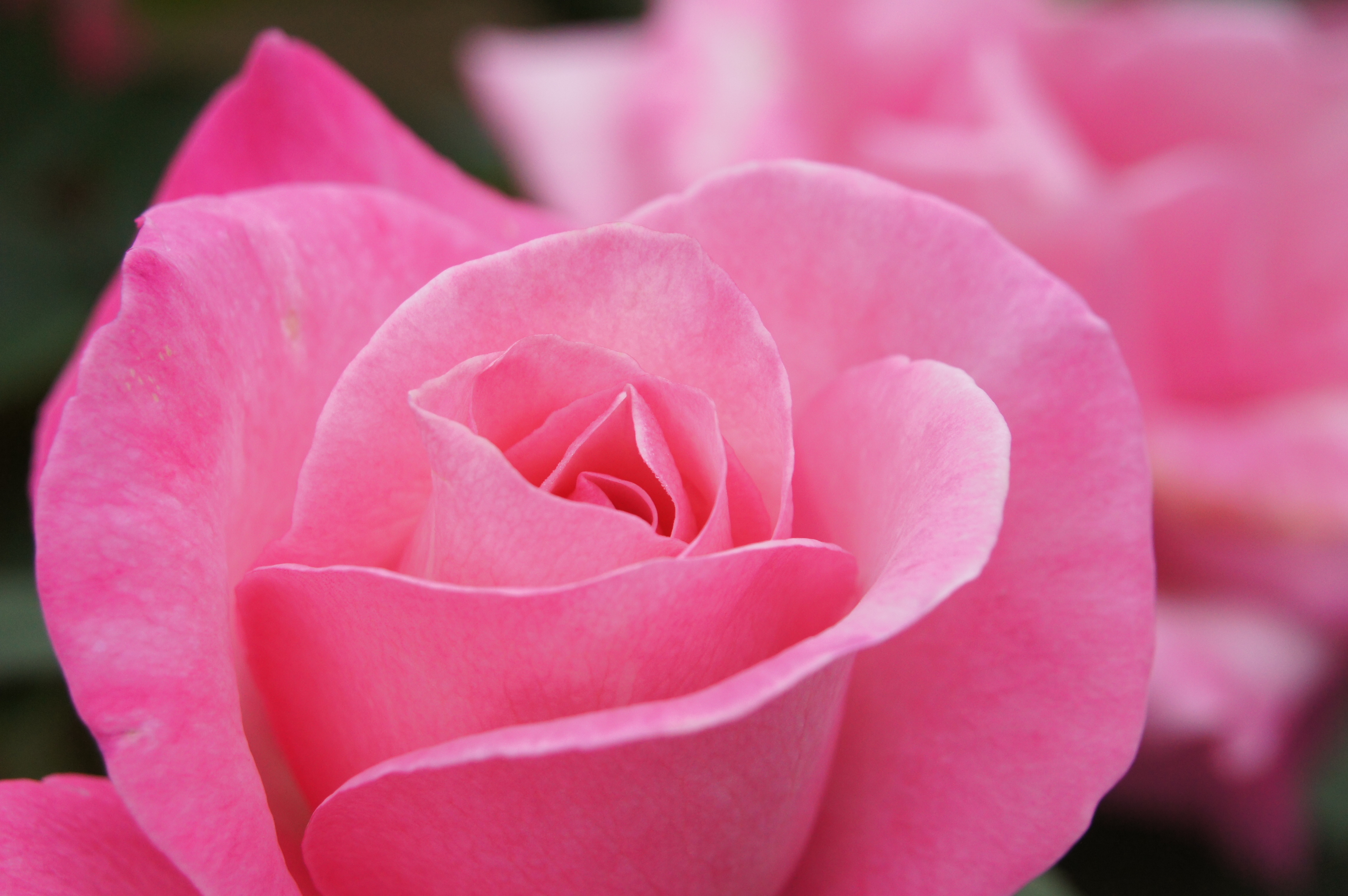 <b>NEX-5 / E 18-200mm F3.5-6.3 OSS / 約3.3MB / 4,592×3,056 / 1/800秒 / F6.3 / +0.7EV / ISO800 / WB:オート / 75mm</b>