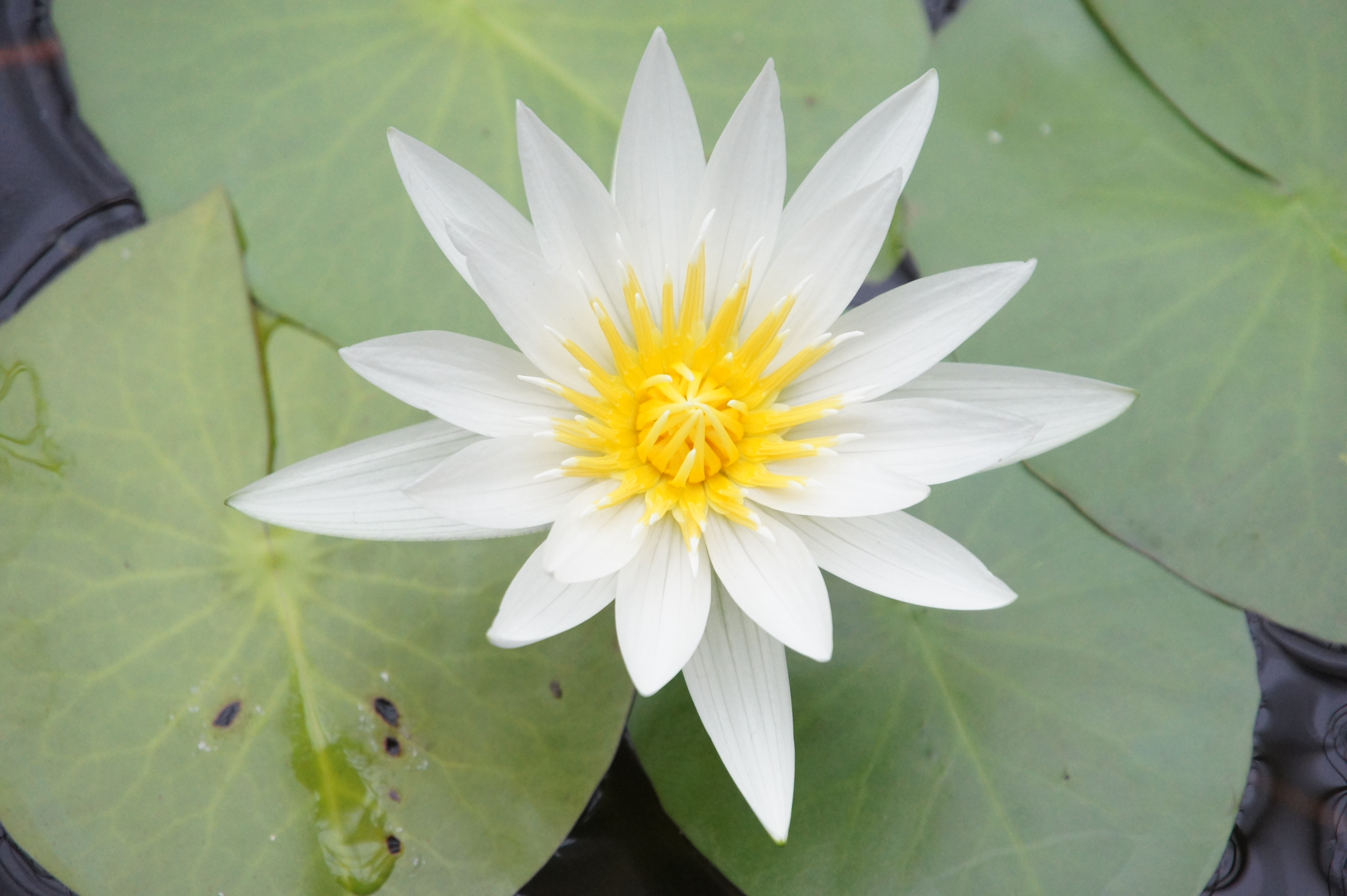 <b>NEX-5 / E 18-200mm F3.5-6.3 OSS / 約3.3MB / 4,592×3,056 / 1/250秒 / F6.3 / +1.0EV / ISO1600 / WB:オート / 200mm</b>