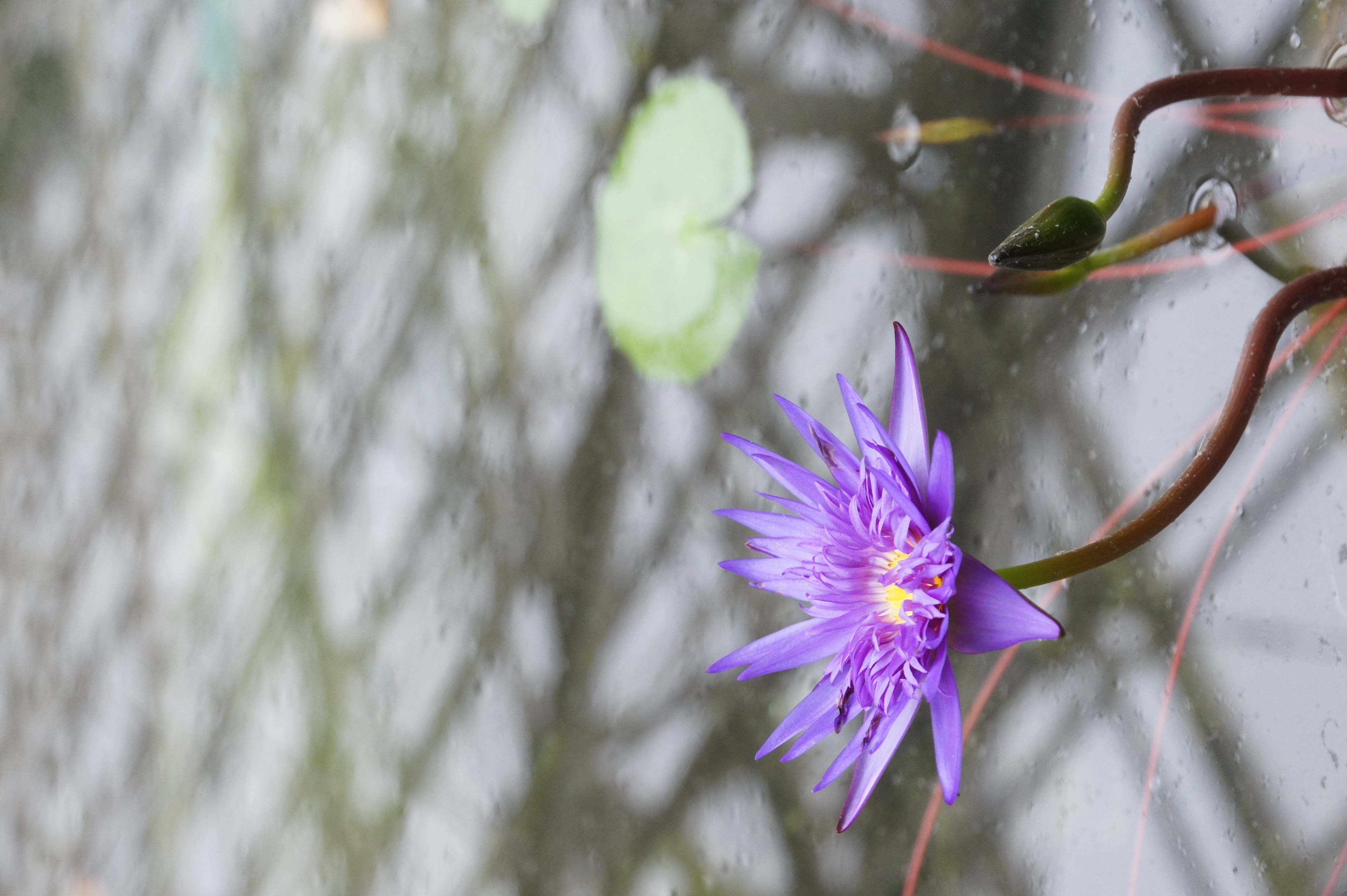 <b>NEX-5 / E 18-200mm F3.5-6.3 OSS / 約3.5MB / 3,056×4,592 / 1/100秒 / F6.3 / +0.3EV / ISO1600 / WB:オート / 78mm</b>