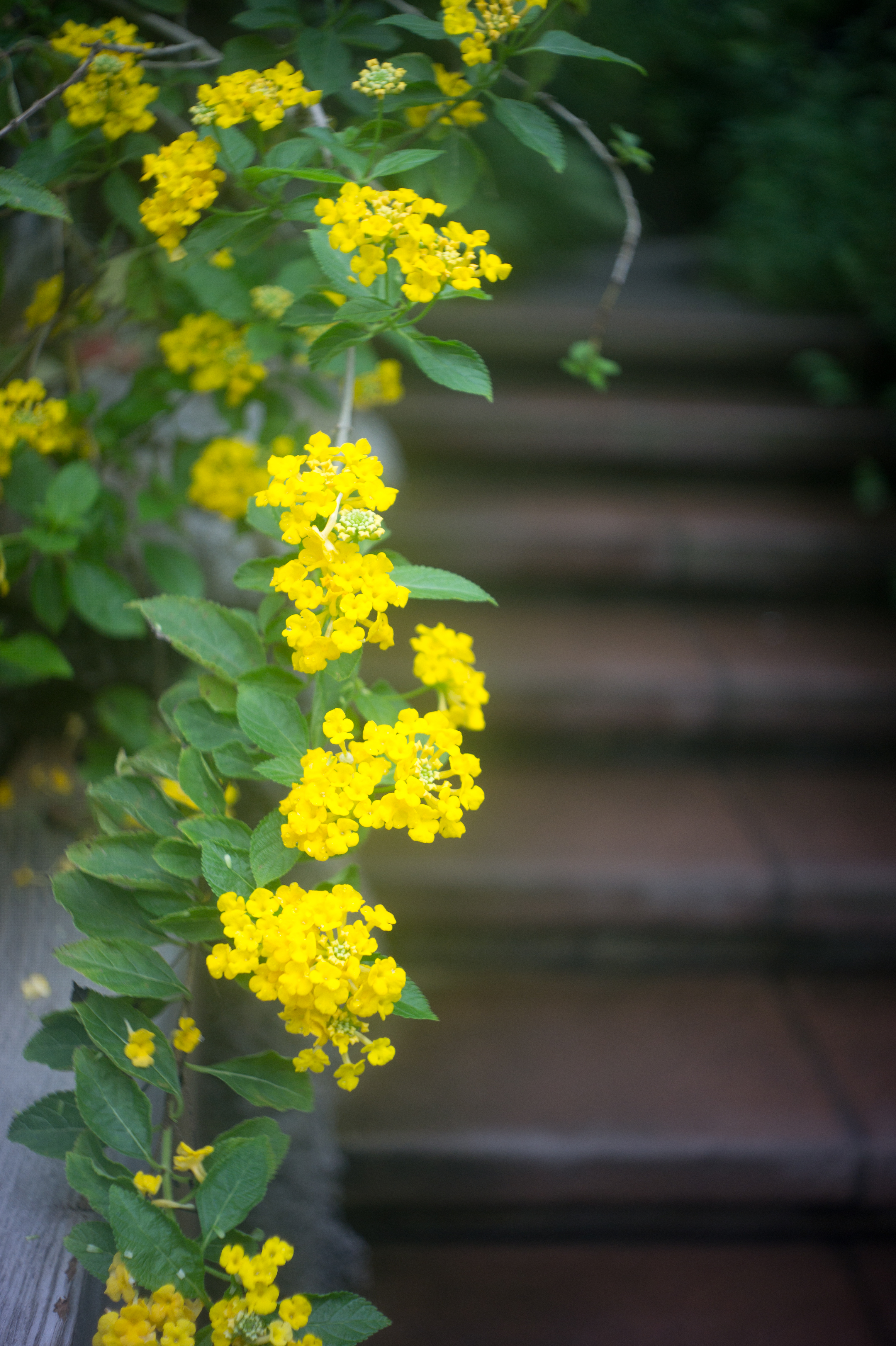 <b>NEX-5 / インダスター69 28mm F2.8 / 4,592×3,056 / 1/160秒 / F2.8 / 0EV / ISO200 / WB:オート / 28mm</b>