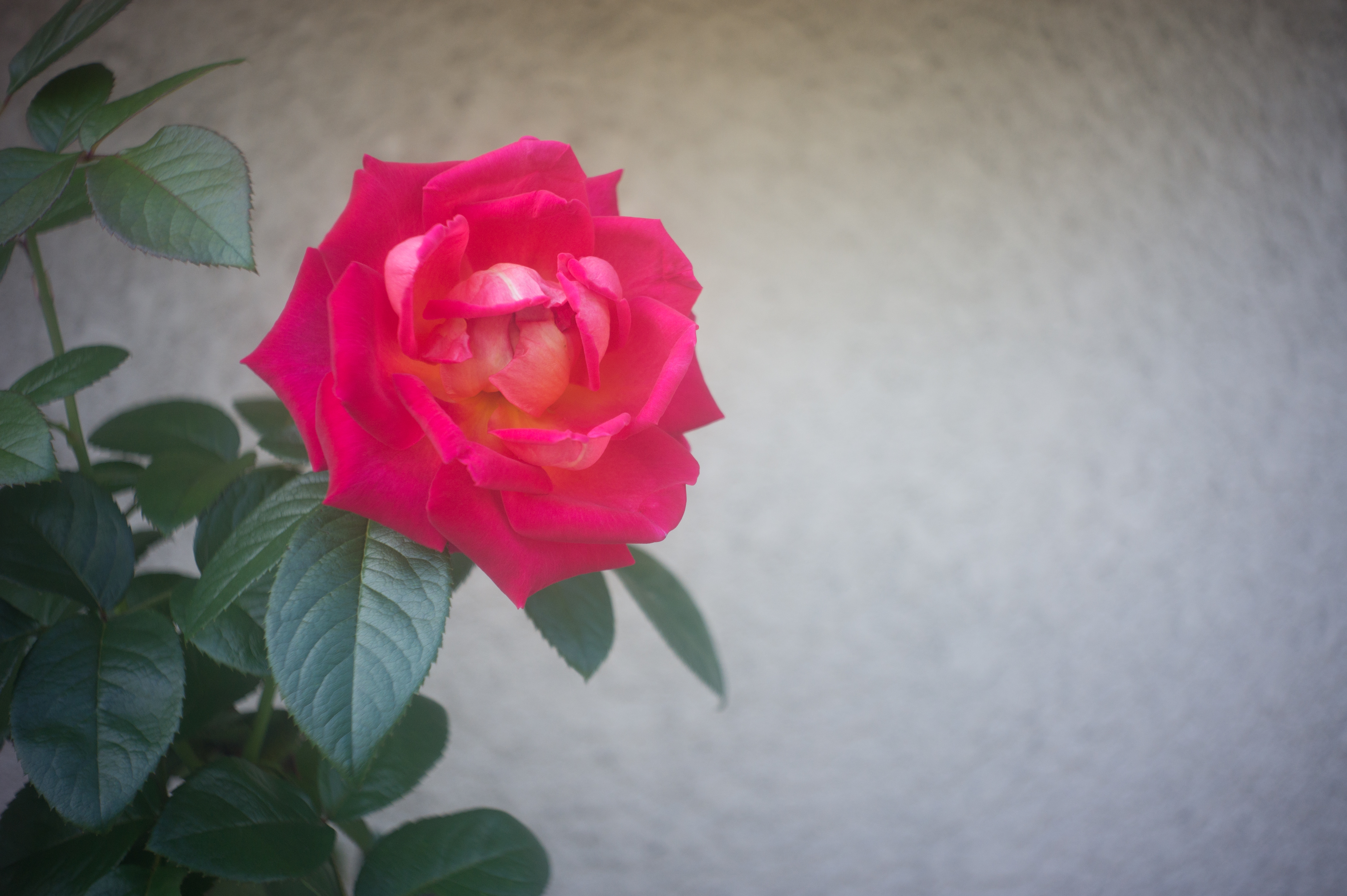 <b>NEX-5 / インダスター69 28mm F2.8 / 4,592×3,056 / 1/250秒 / F2.8 / 0EV / ISO200 / WB:オート / 28mm</b>