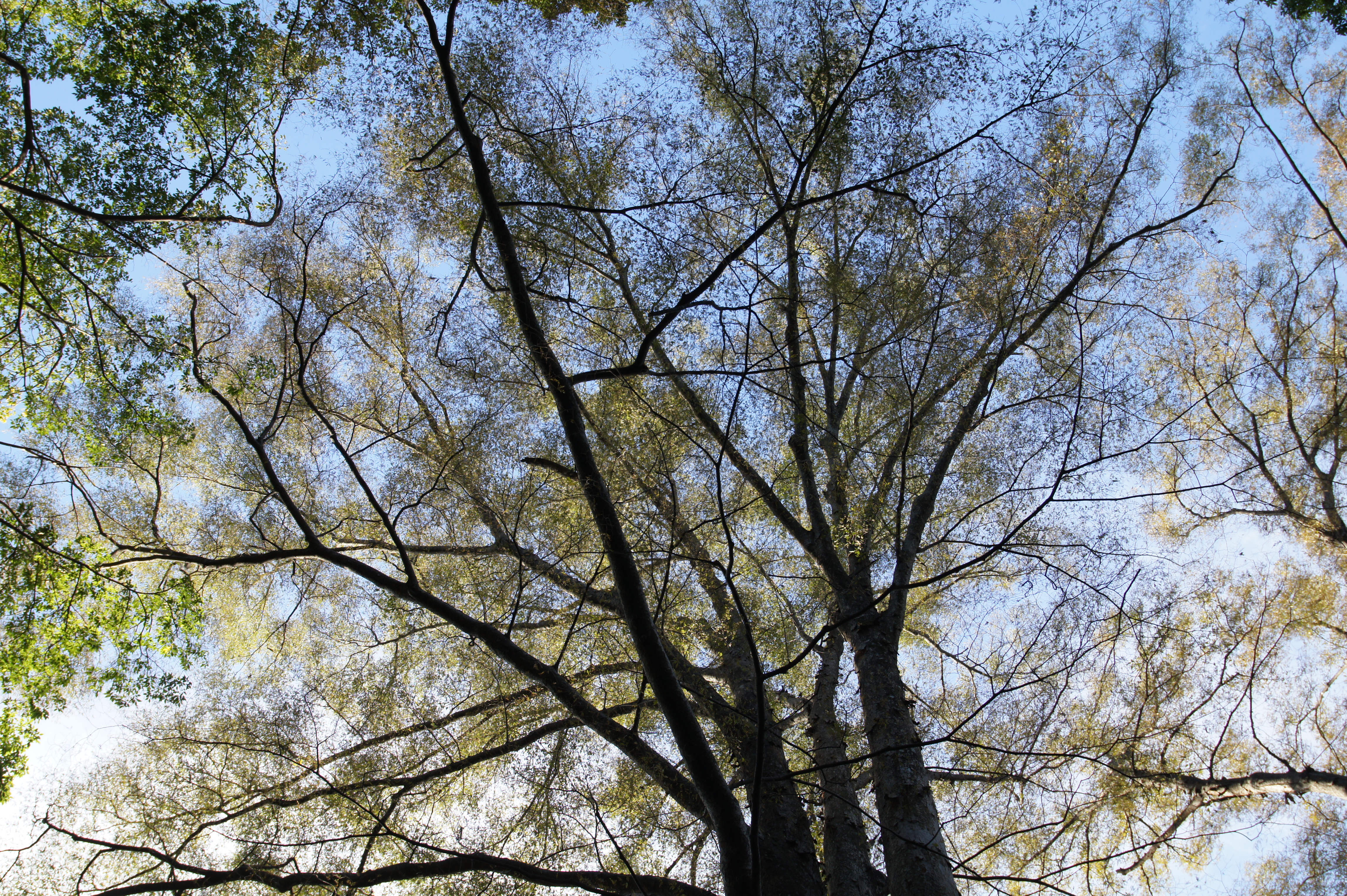 <b>NEX-5 / Vario Sonnar T* 16-35mm F2.8 ZA SSM / 約11.9MB / 4,592×3,056 / 1/125秒 / F5.6 / +0.7EV / ISO200 / WB:オート / 20mm / クリエイティブスタイル:スタンダード / Dレンジオプティマイザー:オート / 高感度ノイズリダクション:オート</b>